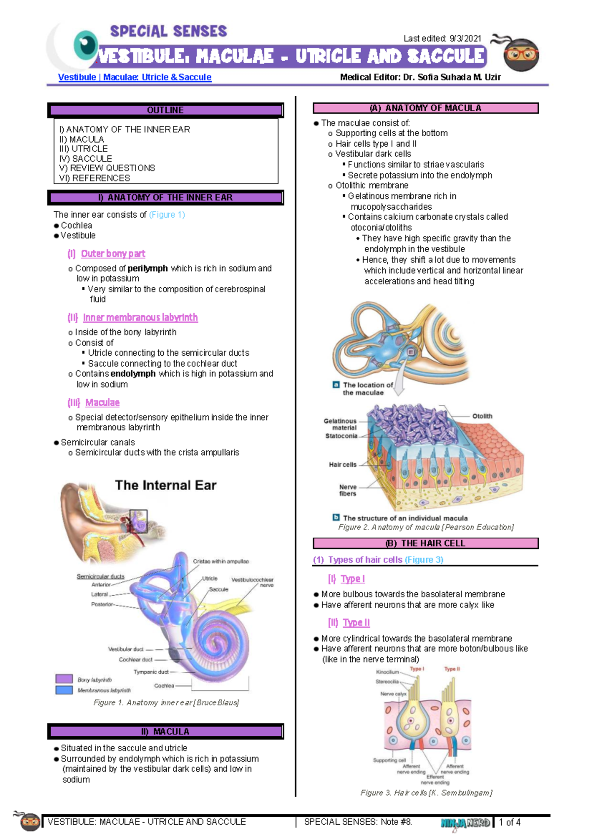 9 Vestibule Maculae Utricle & Saccule (1) 250506 160647 - VESTIBULE ...