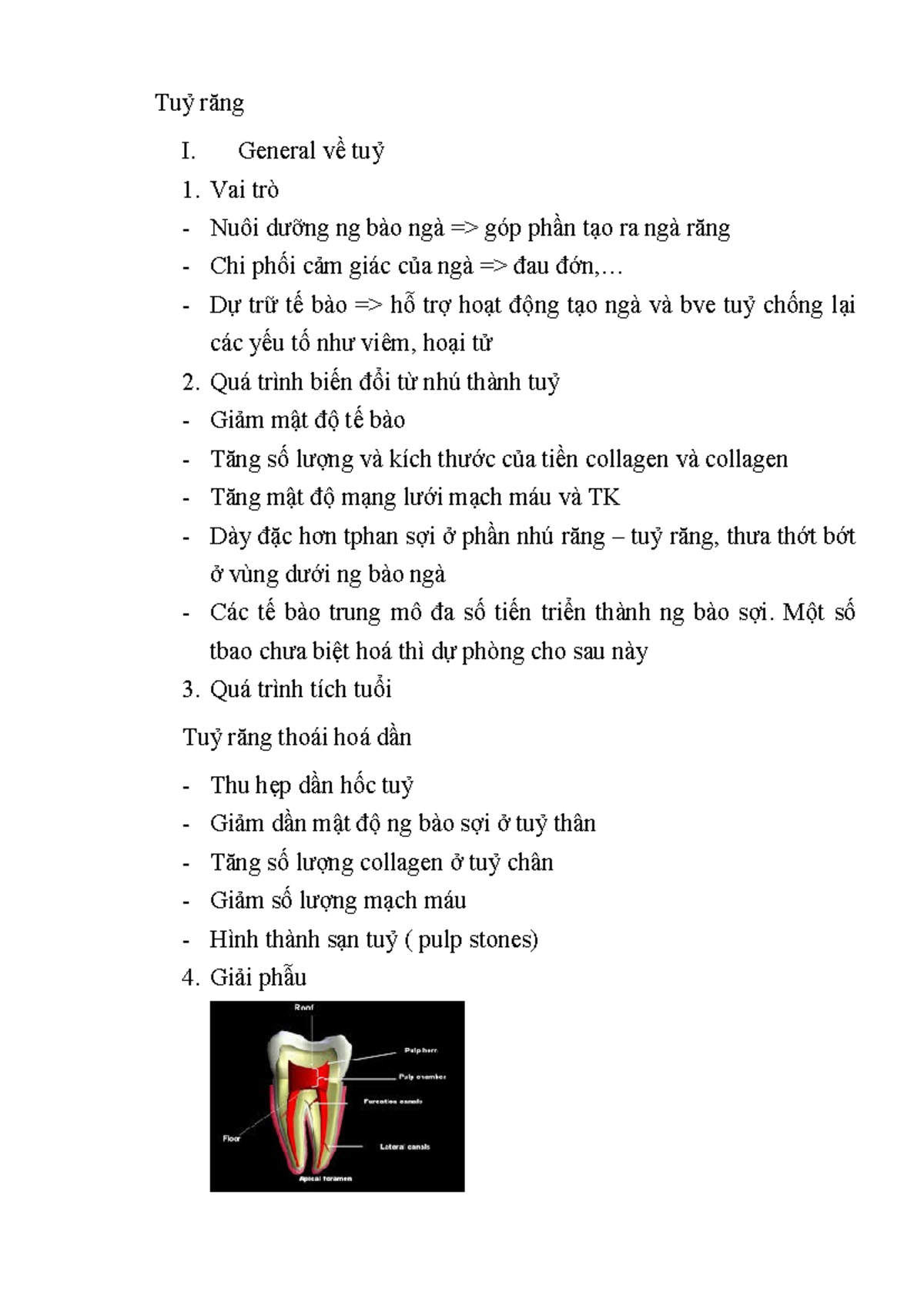 Tuỷ Răng: Tổng Quan và Giải Phẫu - MPRM - Studocu