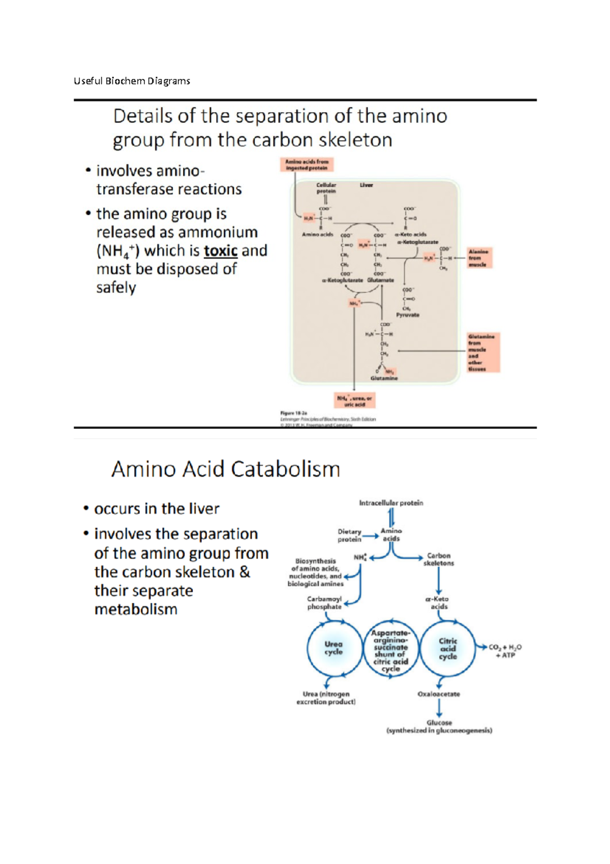Biochemistry Diagrams for Quick Reference and Study - Studocu