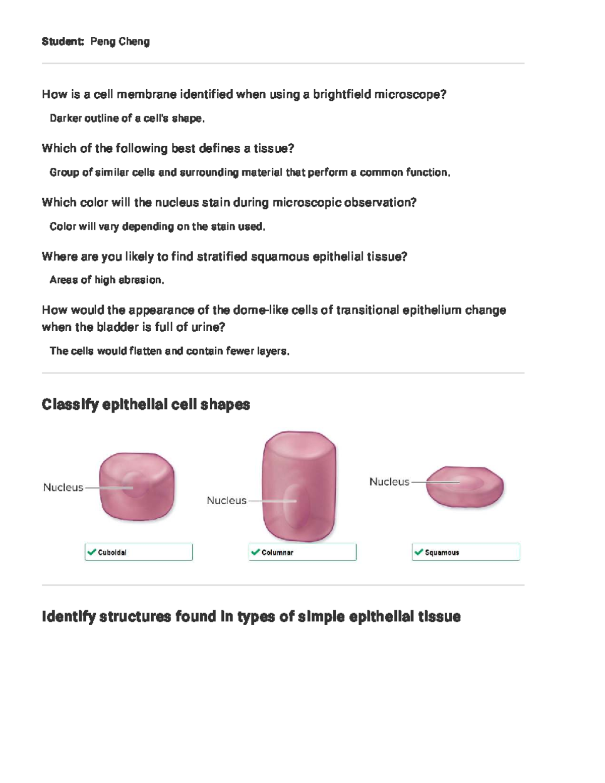 Lab #8 Epithelial Tissue Identification and Microscopy Insights - Studocu