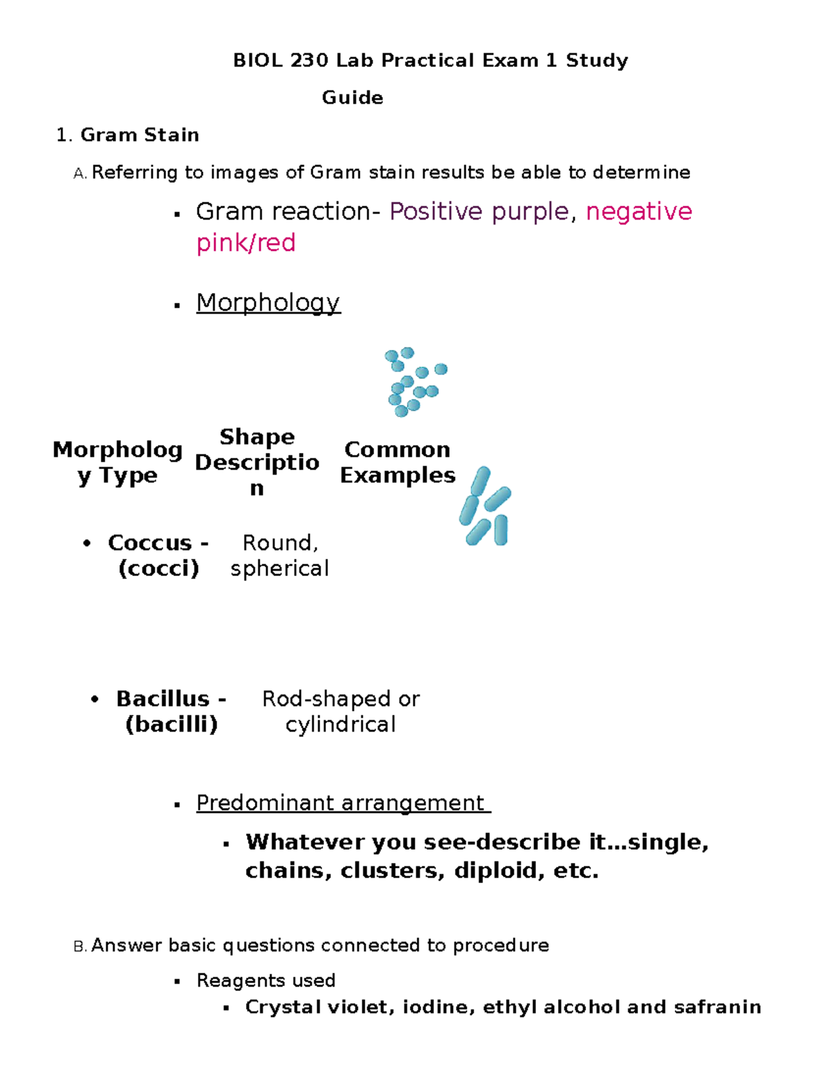 BIOL 230 Lab Practical Exam 1 Study Guide: Gram Staining & Microscopy ...
