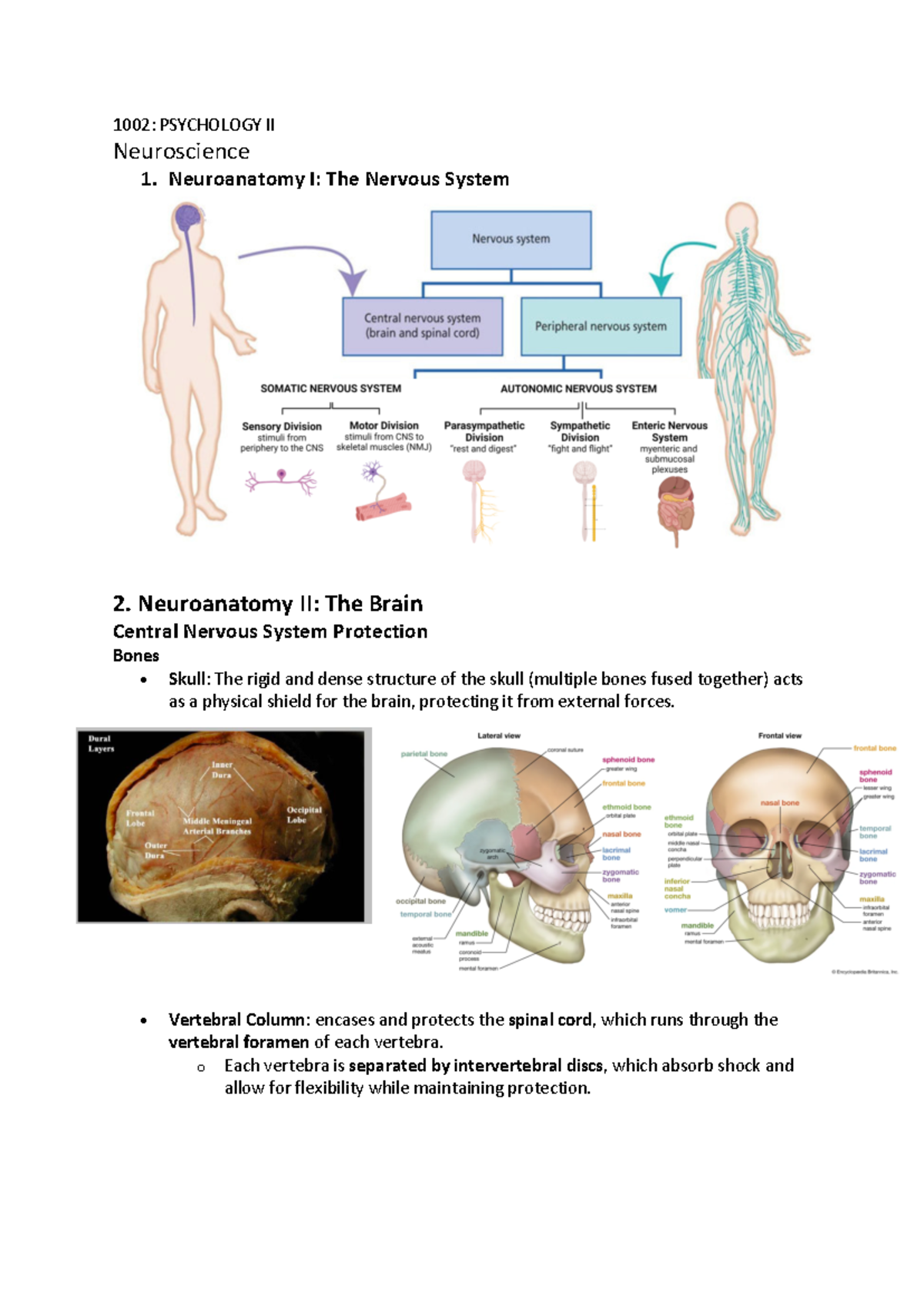 1002: Neuroscience - Neuroanatomy and Action Potentials Overview - Studocu