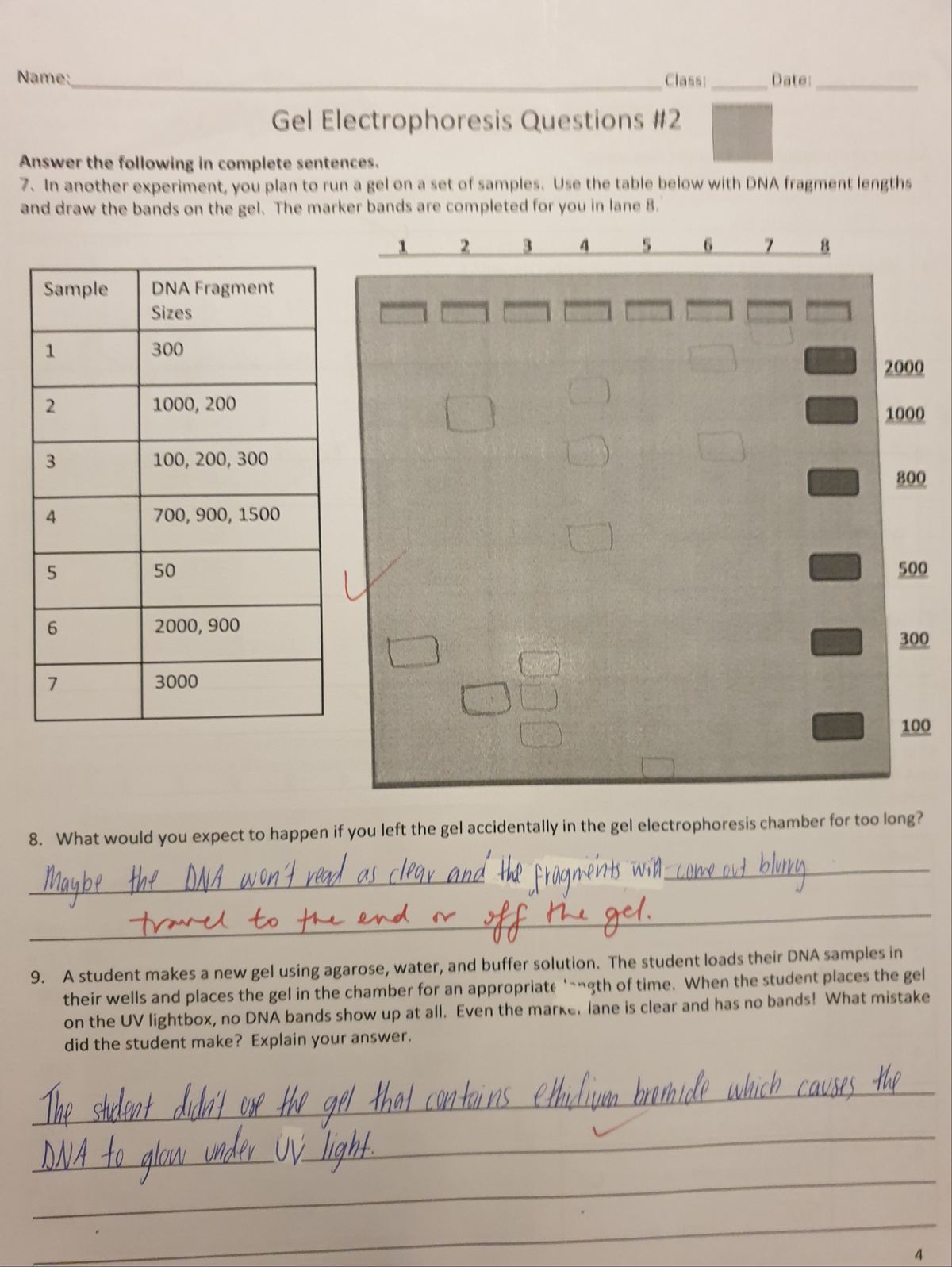 Gel Electrophoresis Q&A: Understanding Experimental Outcomes and Errors ...