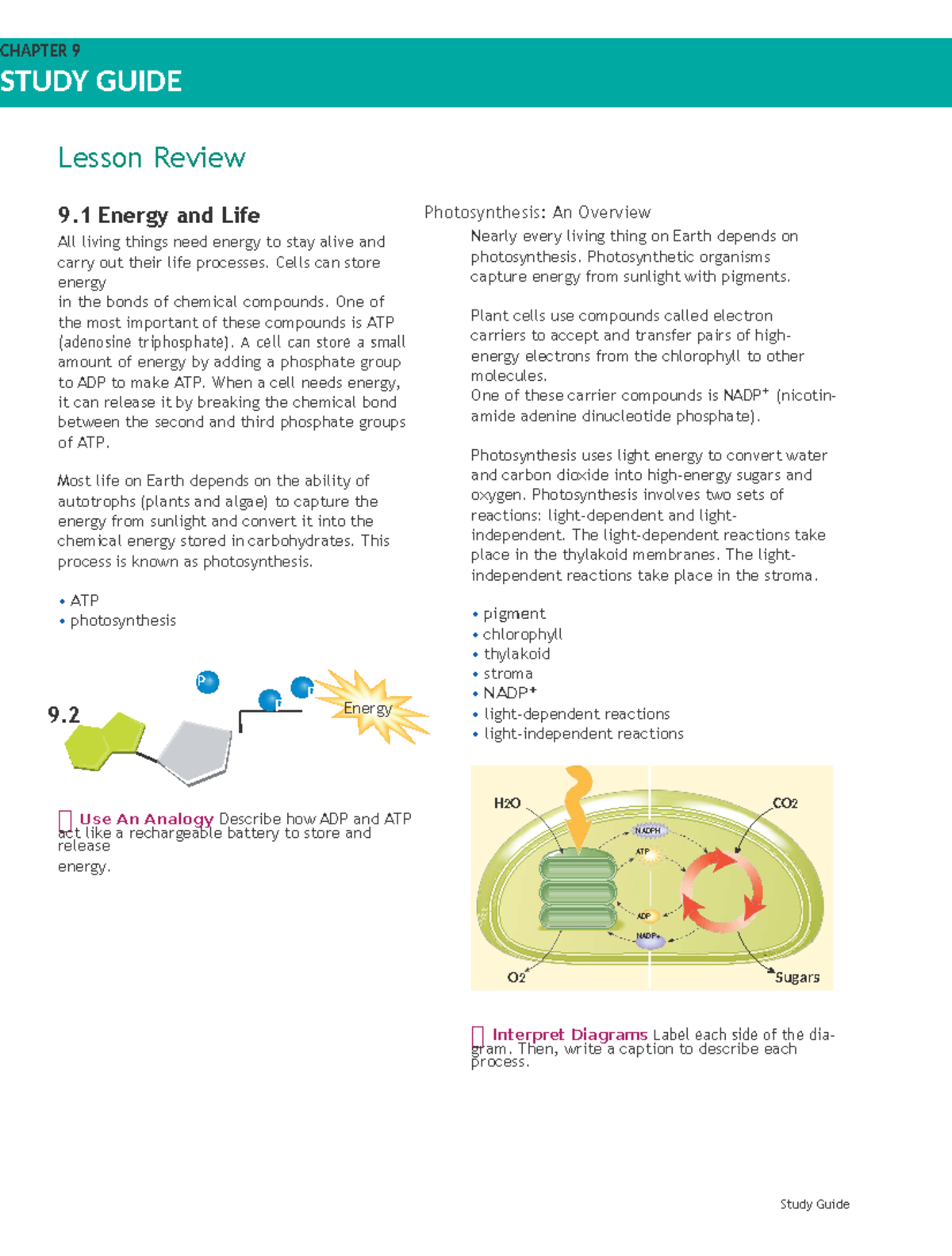 Chapter 9 Study Guide - Photosynthesis - Study Guide Lesson Review 9 ...