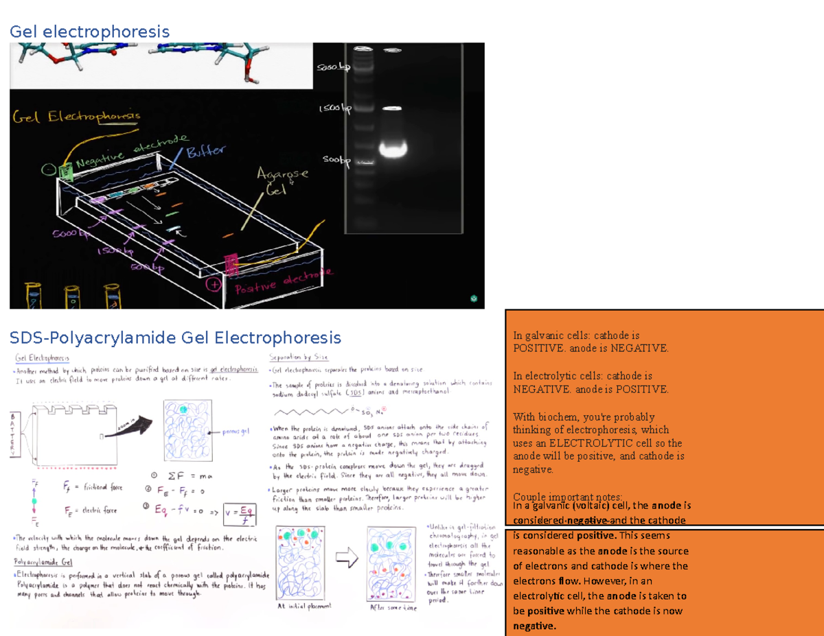DNA Technologies - Lecture Notes on Gel Electrophoresis and PCR - Studocu