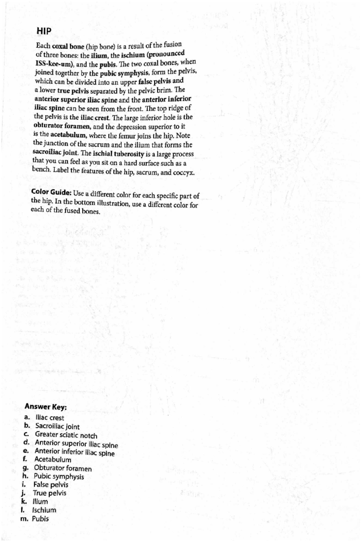 Pelvis, Leg, and Foot Anatomy Coloring Guide (Course Code: LL KAPLAN ...