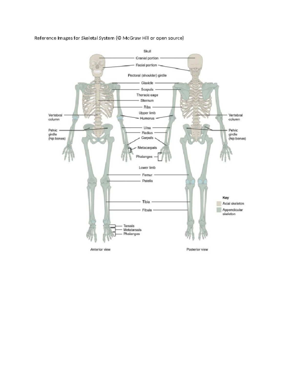 Reference Images for Skeletal System (BIO101) - BIO-168 - Reference ...