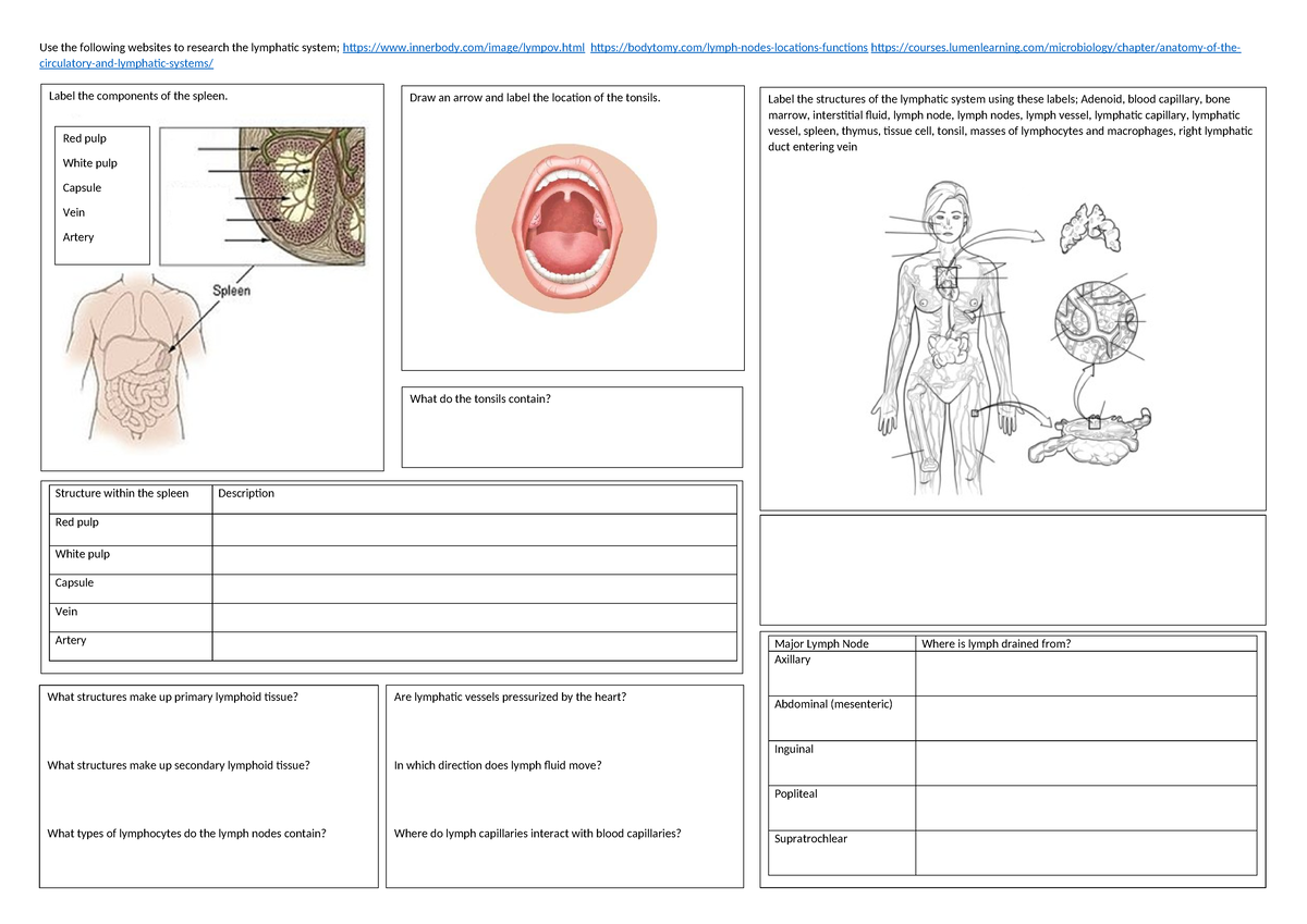 Lymphatic System Components and Spleen Structures Study Guide - Studocu
