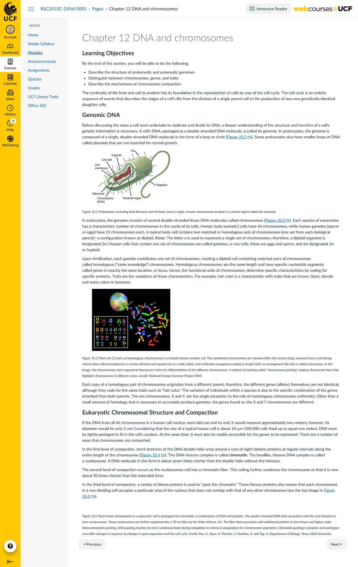 BSC2010C-25Fall Chapter 12 Notes: DNA Structure & Chromosomes - Studocu