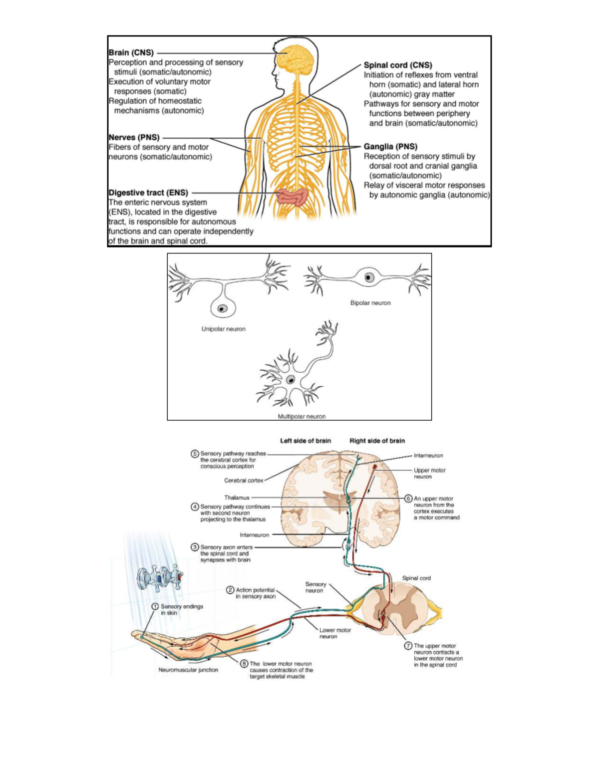 BIOL 40B Final Exam Study Guide: Overview of Nervous System Physiology ...
