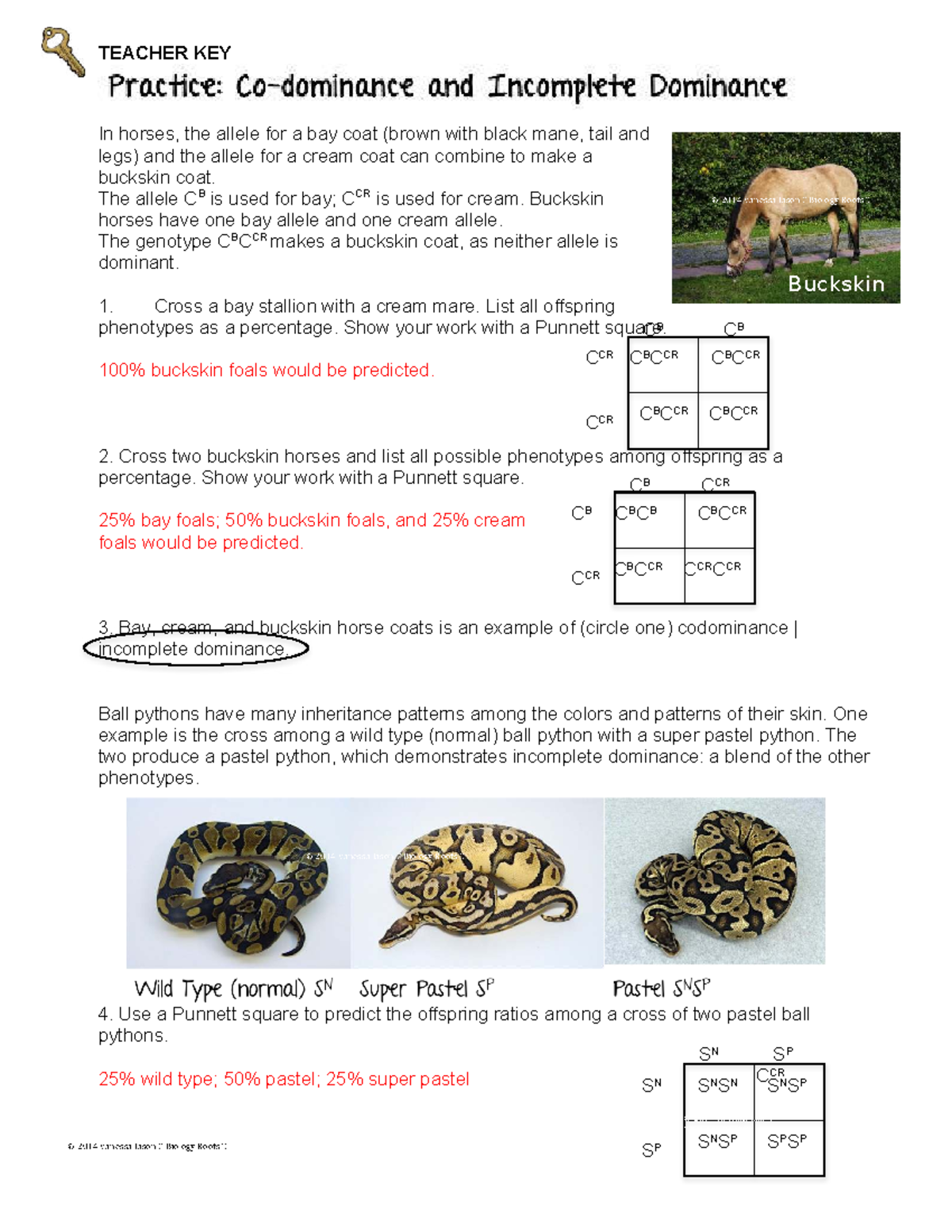 Co-dominace and incomplete dominance solutions - TEACHER KEY In horses ...