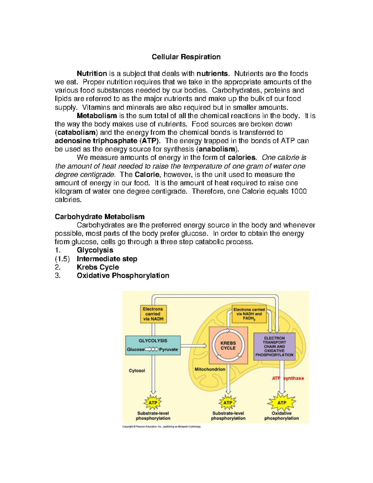 Cellular Respiration: Understanding Glycolysis and the Krebs Cycle ...