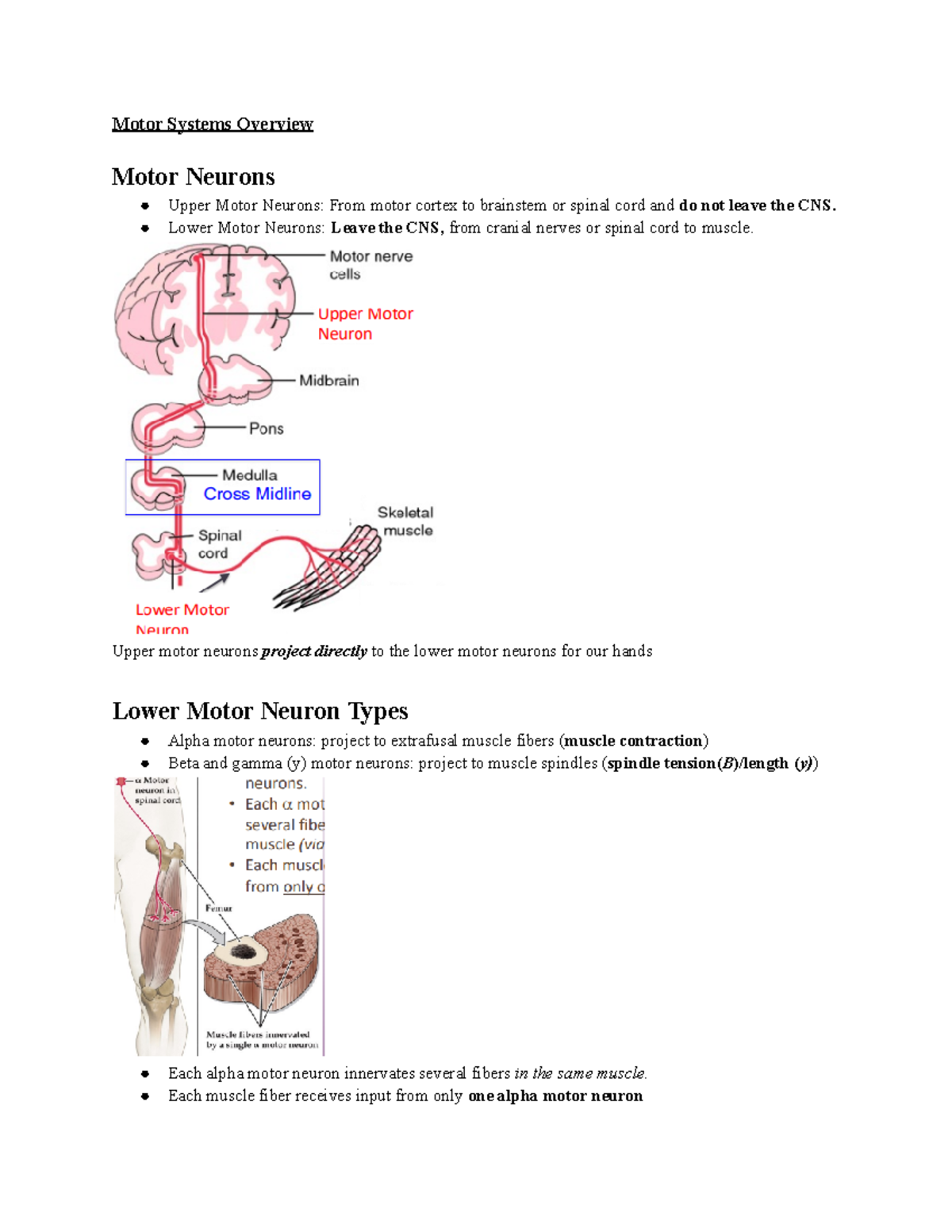 Lecture 11: Motor Systems Overview and Basal Ganglia Function - Motor ...