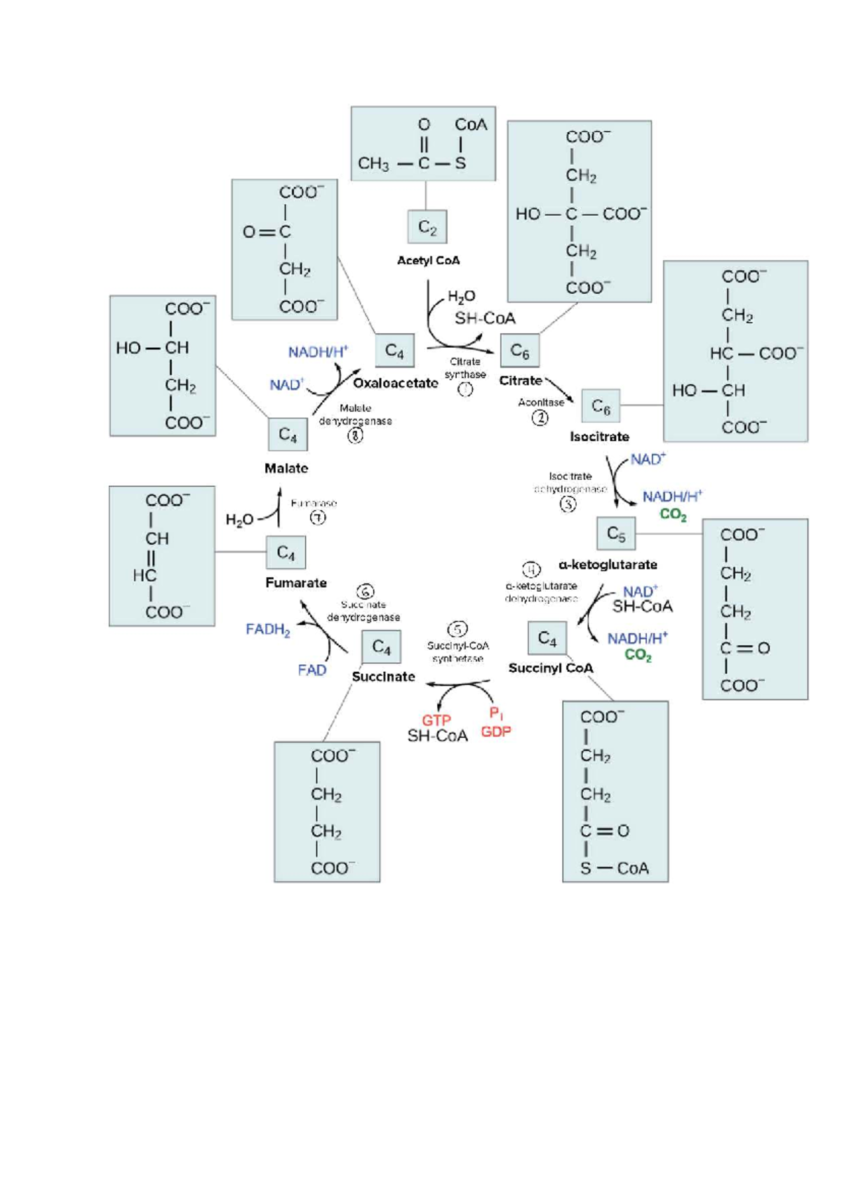 CAC - Bioenergetics Overview and Key Pathways - Studocu
