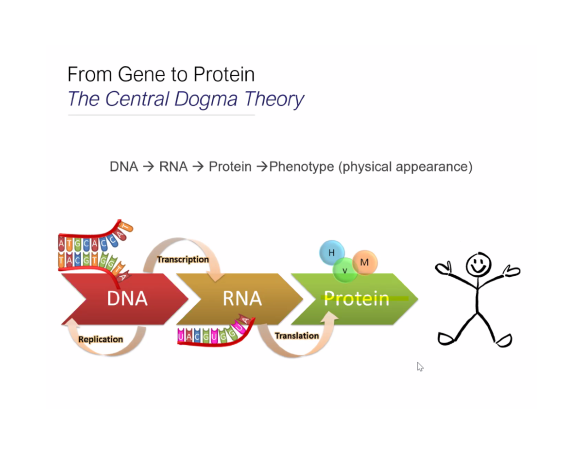 DNA Central Dogma Theory - Gene to Protein Overview and Review - Studocu