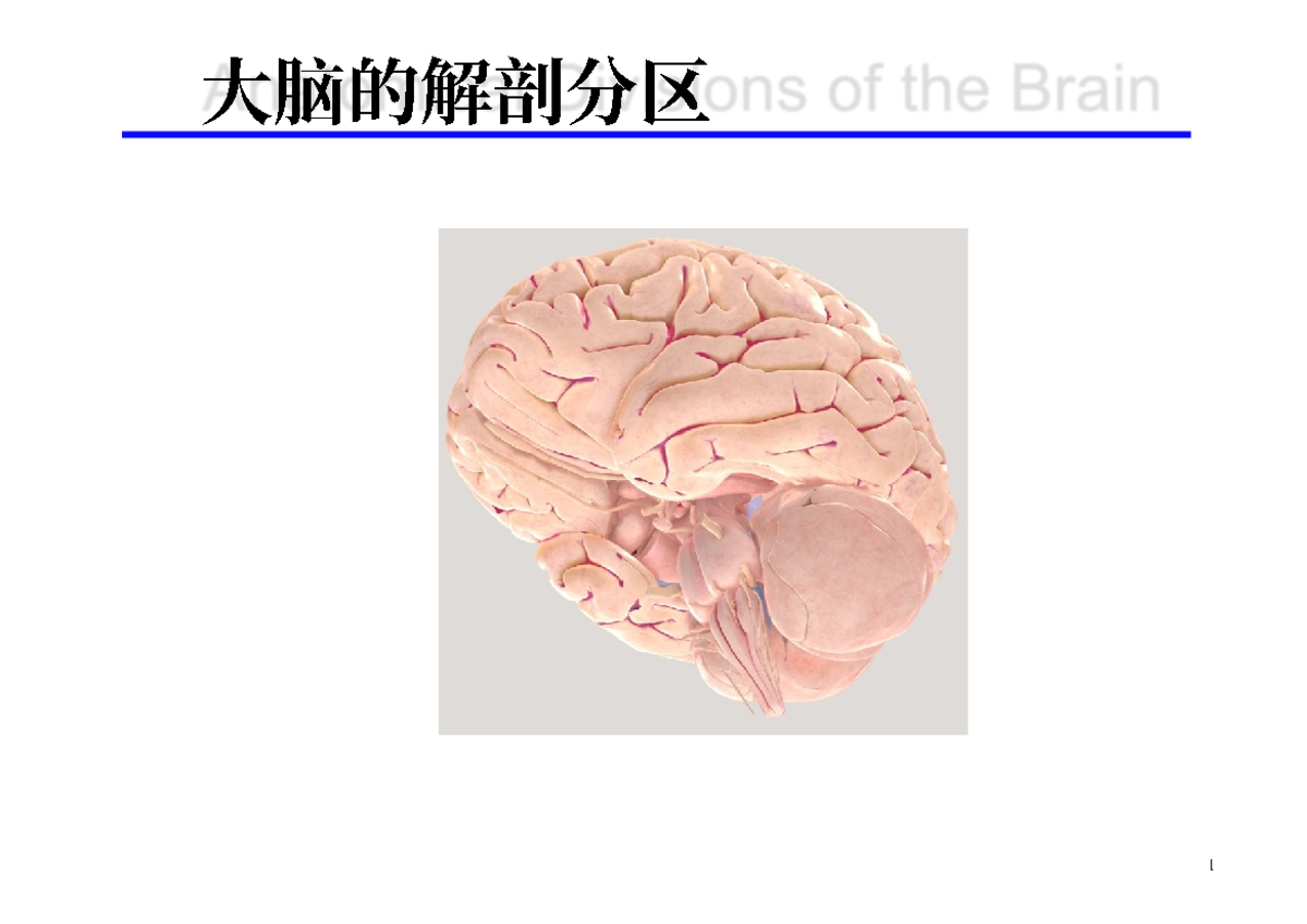 PSYC10003 2025 Lecture 3: Brain Anatomy & Functional Divisions - Studocu