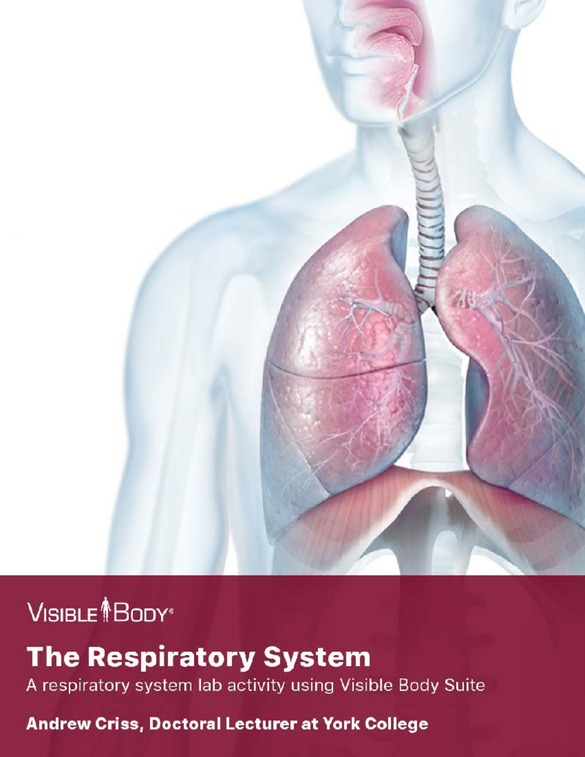 Lab Manual: Respiratory System Activities (A&P 101) - Studocu