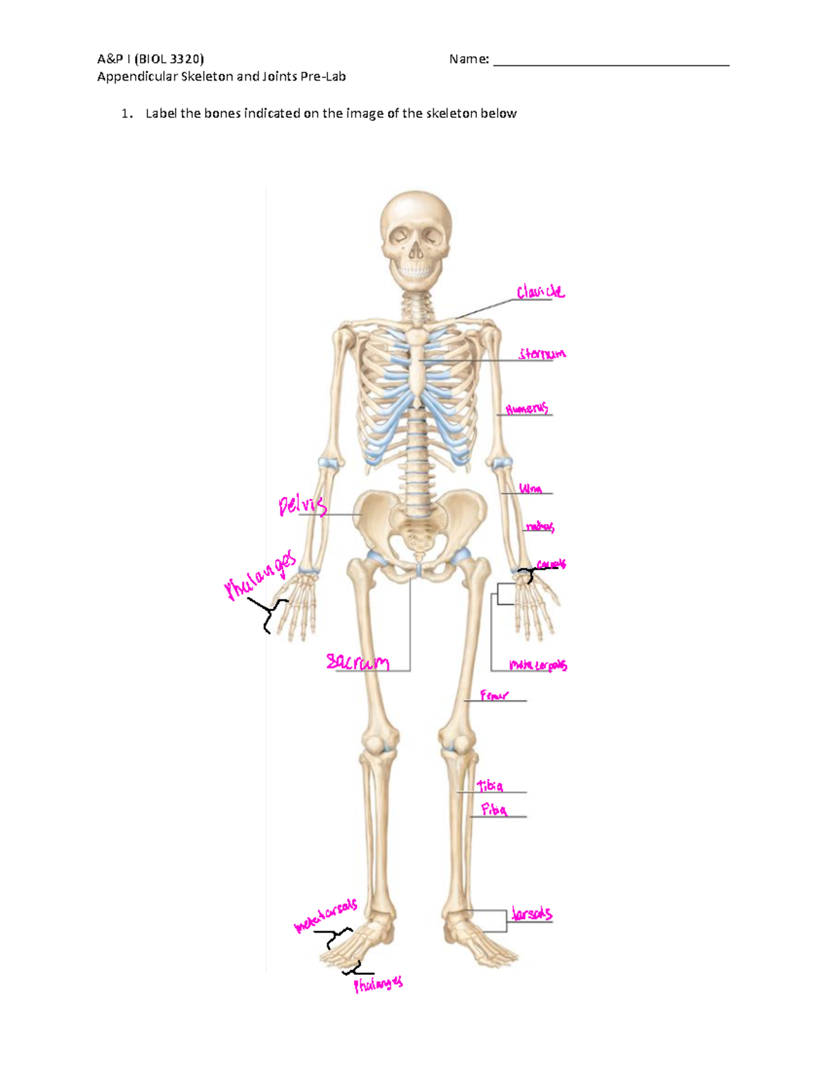 解剖学 1 Anatomy 1 解剖学 1 Anatomy 1 Introduction to Anatomy & Physiology