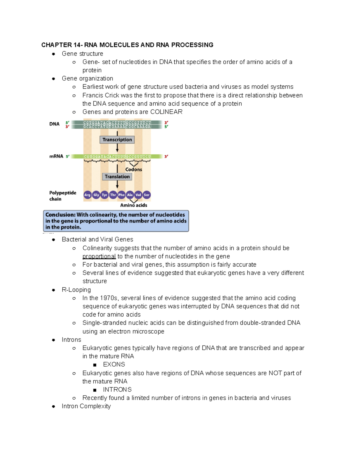 Genetics Chapter 14 Notes - CHAPTER 14- RNA MOLECULES AND RNA ...