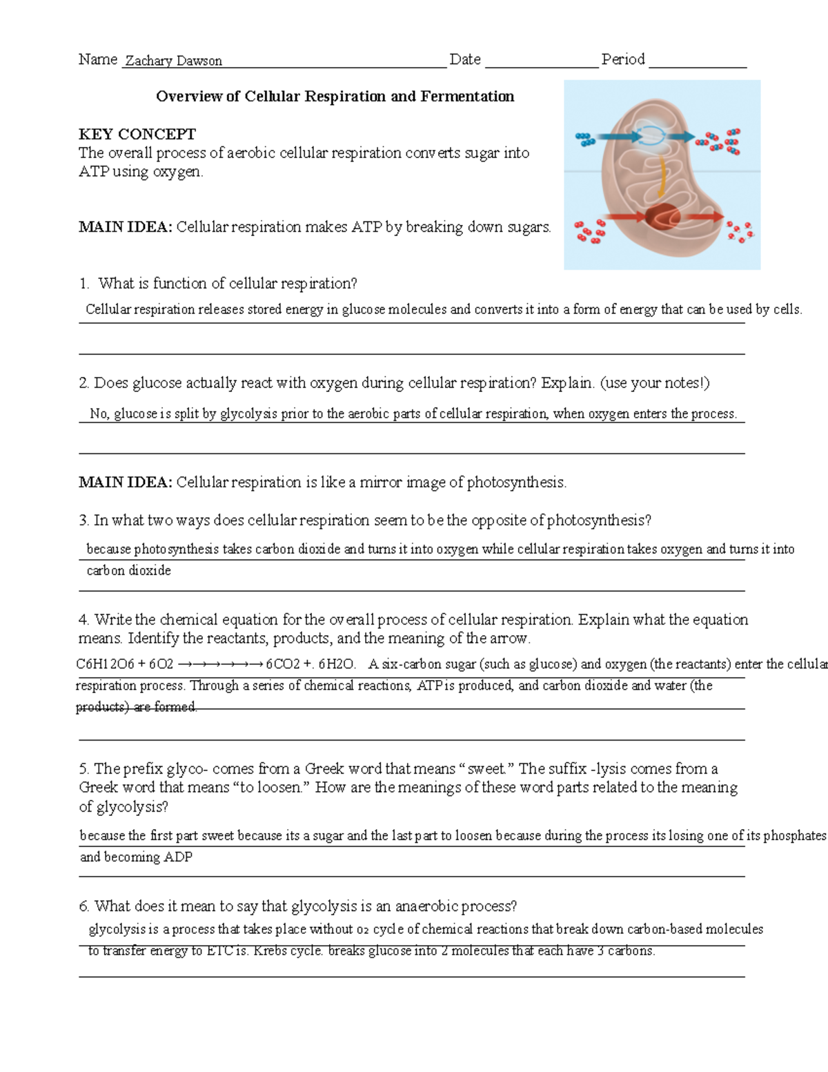 Cellular Respiration Worksheet Key