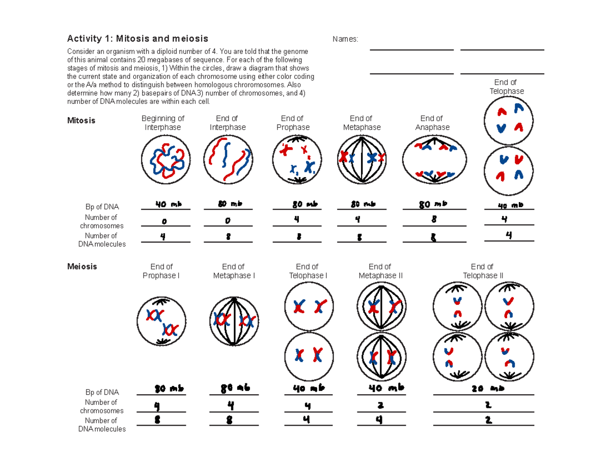 Activity C2: Mitosis and Meiosis Overview and Analysis - Studocu
