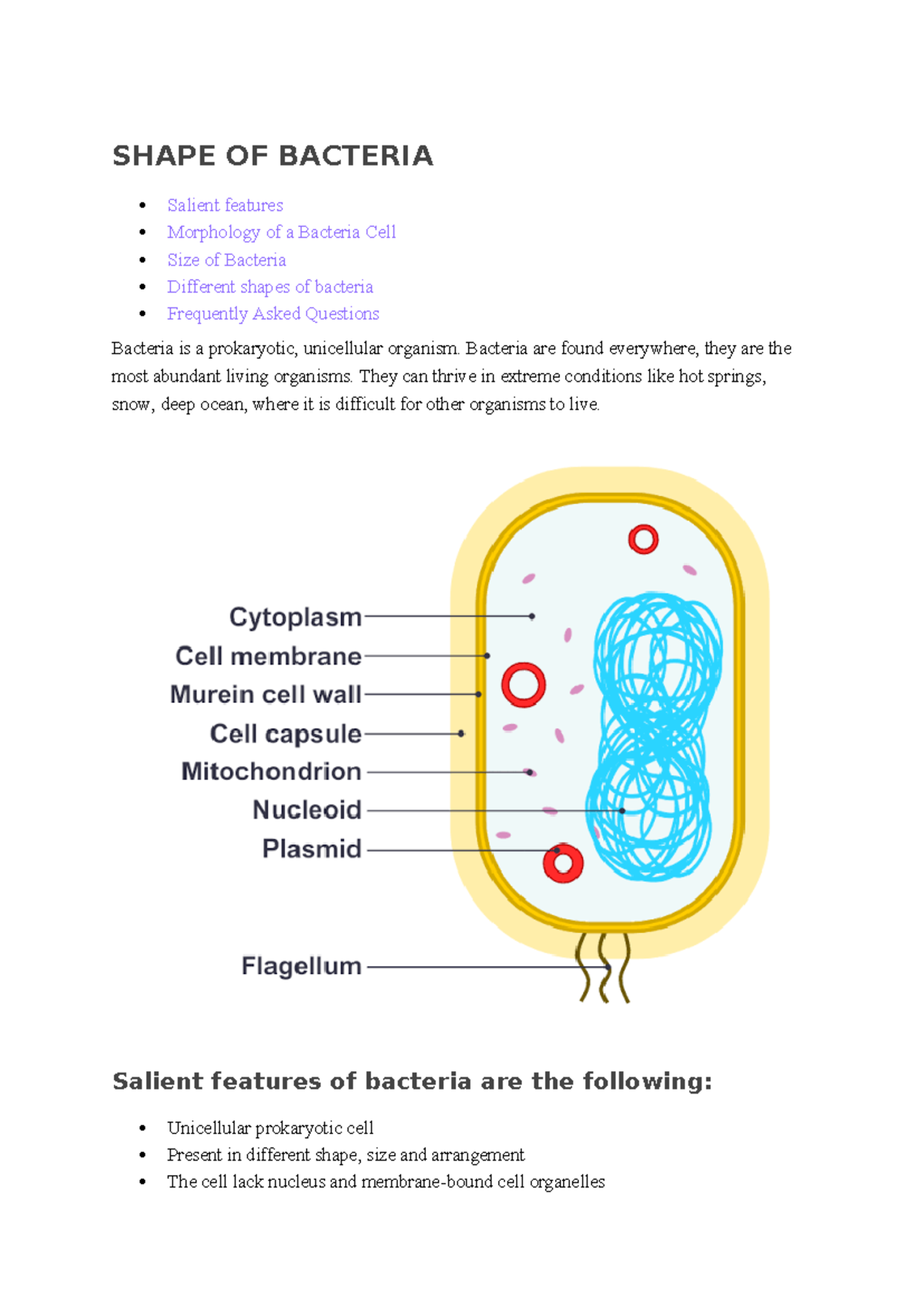 Bacteria Morphology: Shapes, Sizes, and Features Explained (BIO101 ...