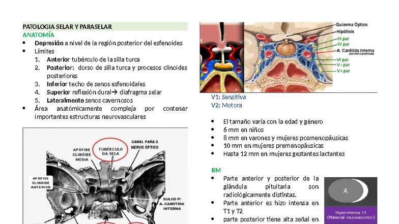 PATOLOGÍA SELAR Y PARASELAR: Estudio Completo y Detallado - Studocu