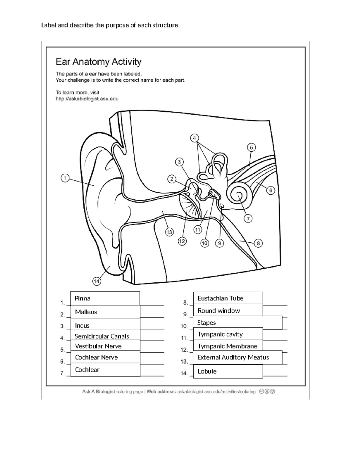Blank ear lable - EEB 240 - Label and describe the purpose of each ...