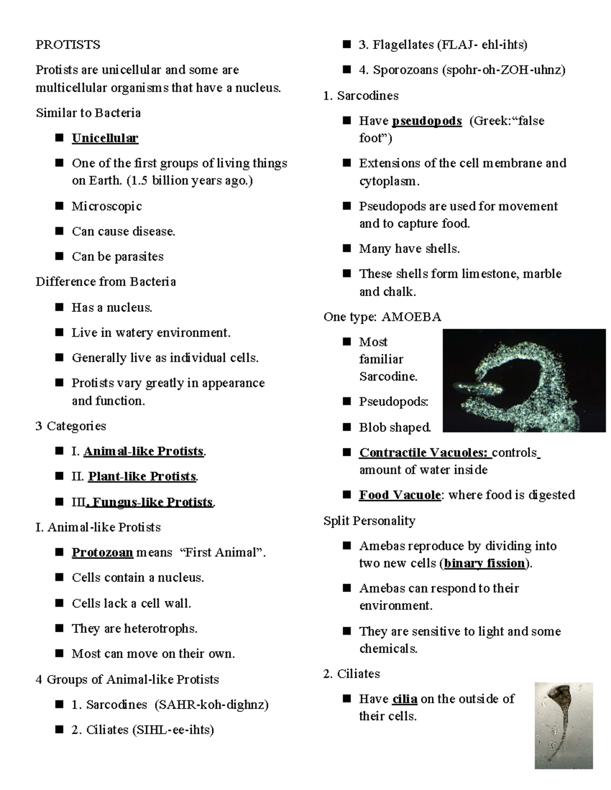 Protists Overview: Types, Characteristics, and Functions - Studocu