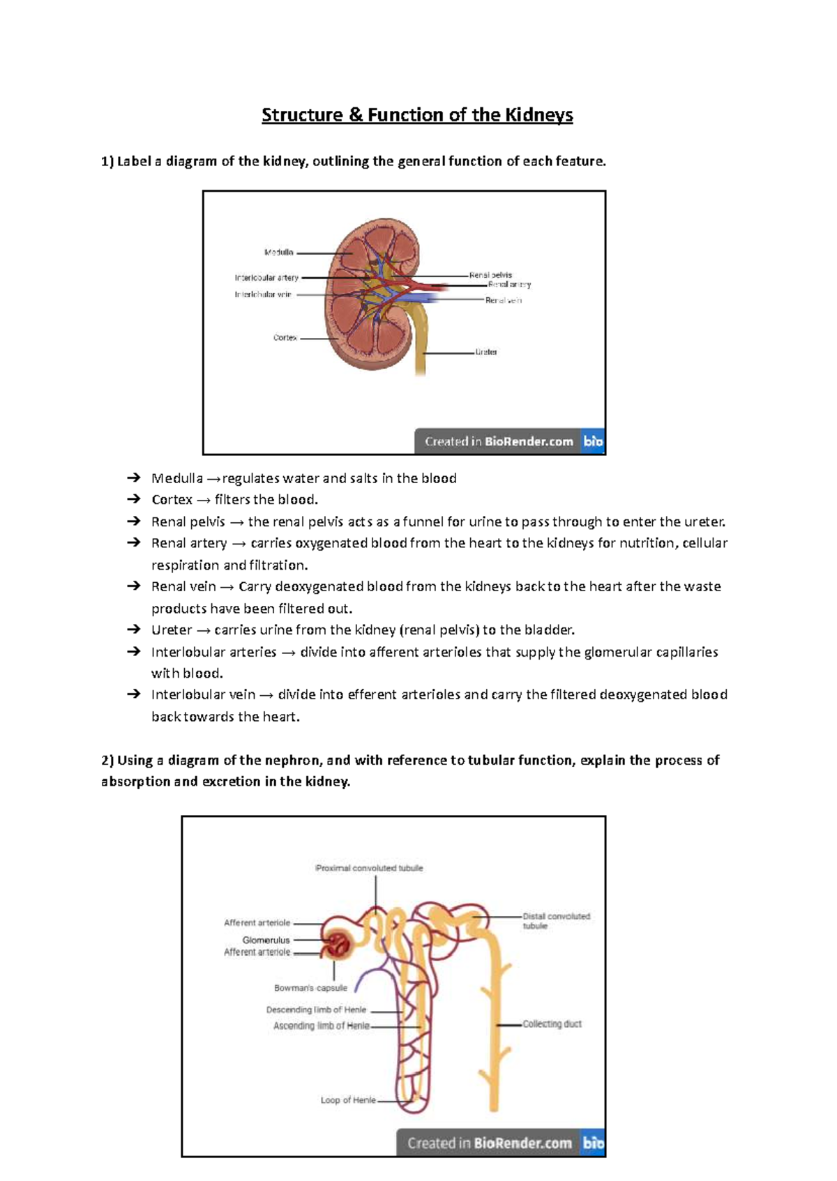 Structure & Function of the Kidneys: A Comprehensive Overview - Studocu