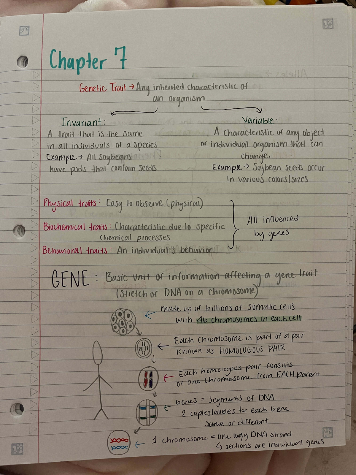 Chapter 7 & 8: Genetic Traits and Disorders Overview (BIO101) - Studocu