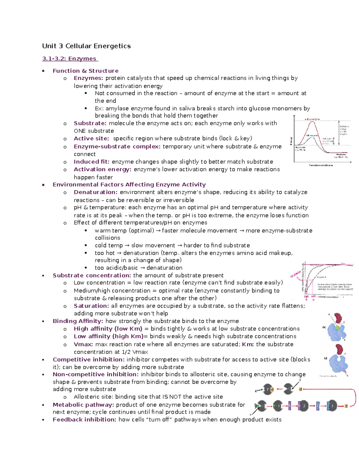 Unit 3 AP Bio: Cellular Energetics - Enzymes, Energy, CR ...