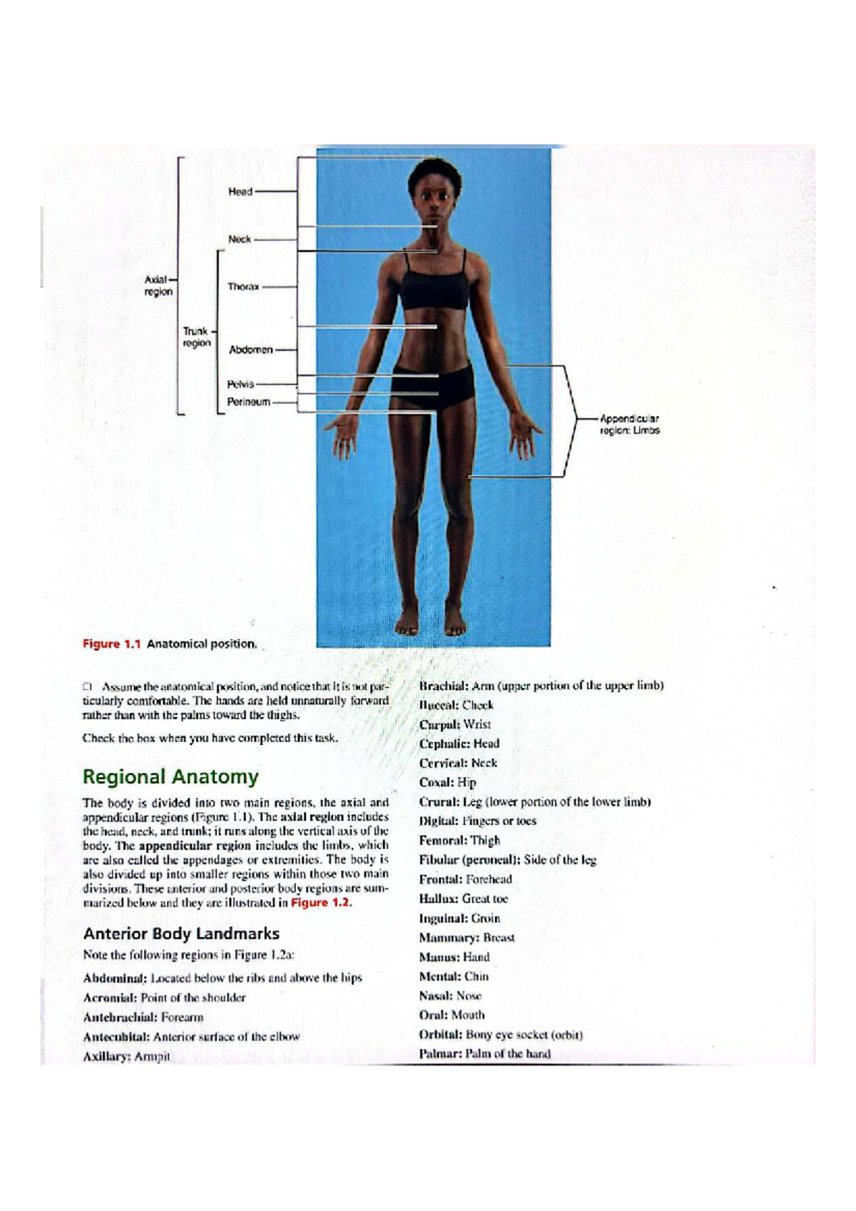 Human Anatomy Diagrams: Axial & Appendicular Regions Overview - Studocu