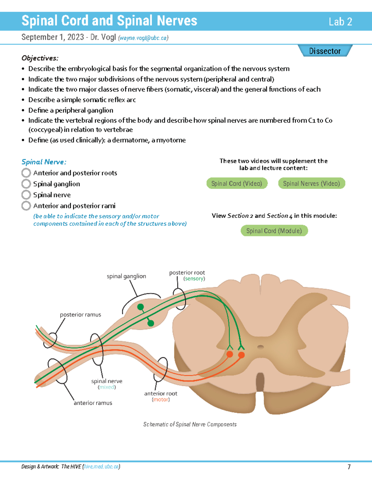 411Lab2 - Detailed Study of Human Anatomy: Spinal Cord Structure - Studocu