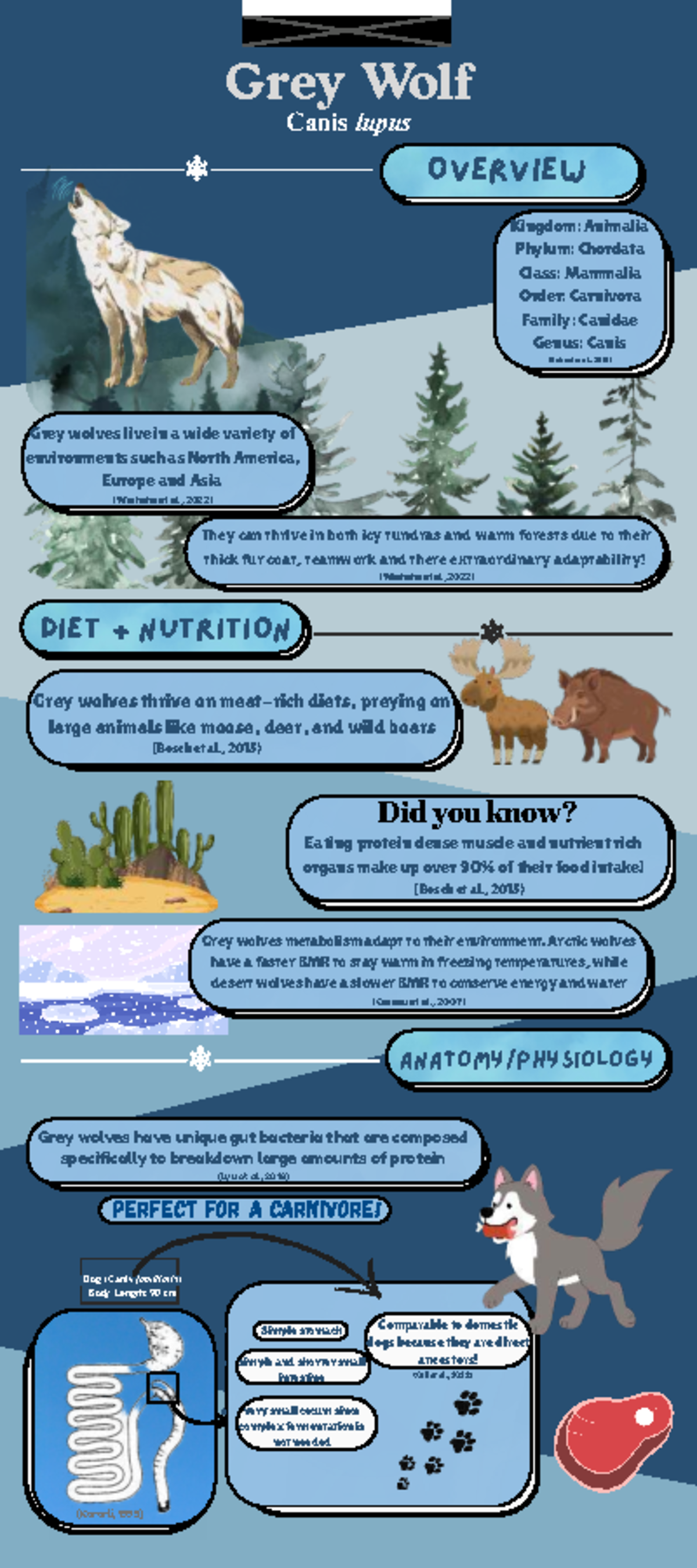 Grey Wolf (Canis lupus) Overview & Infographic Insights - Studocu