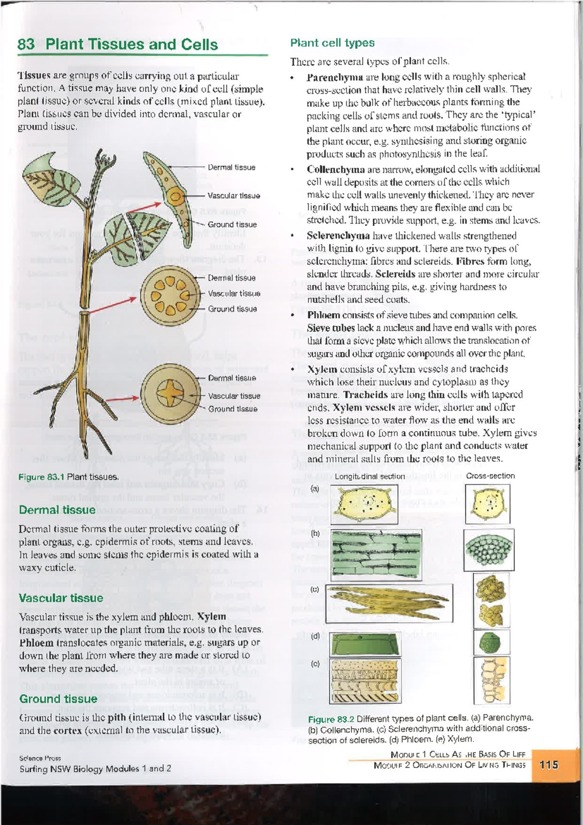 Plant Tissues and Cells: A Comprehensive Overview (Biology Module 1 ...