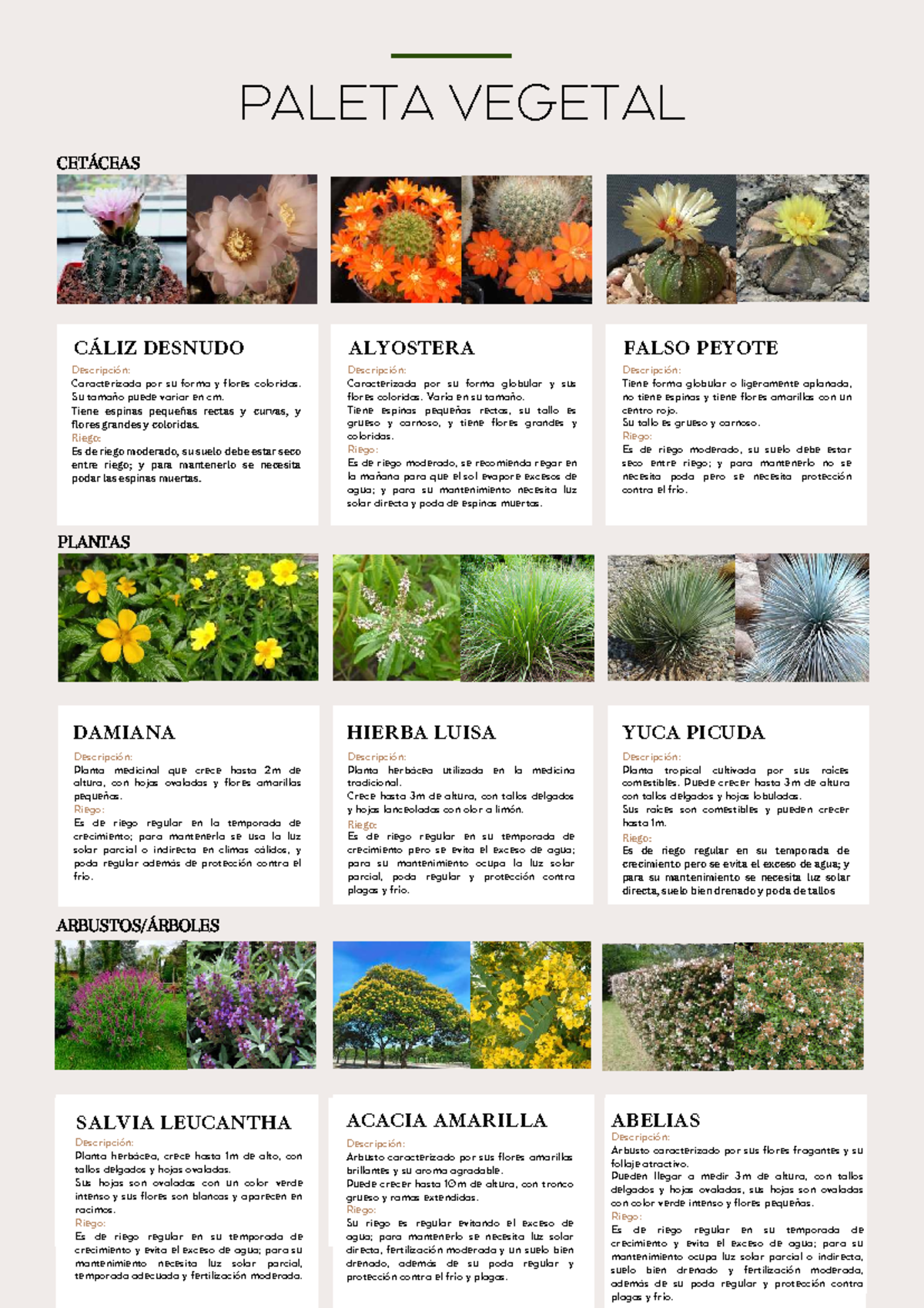 Paleta Vegetal: Características y Cuidados de Plantas Medicinales y ...