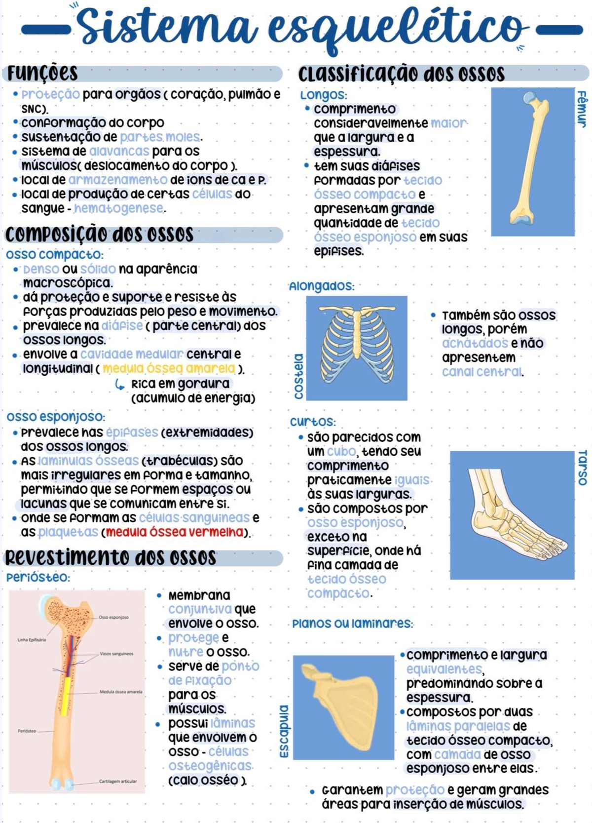 Resumo do Sistema Esquelético: Estruturas e Funções dos Ossos (BIO101 ...