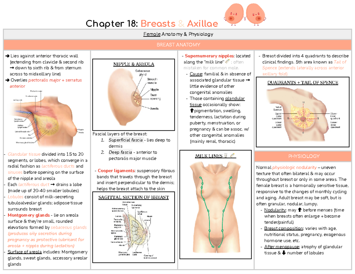 Breast & Axillae Patient Assessment: Chapter 18 Reading Notes - Studocu