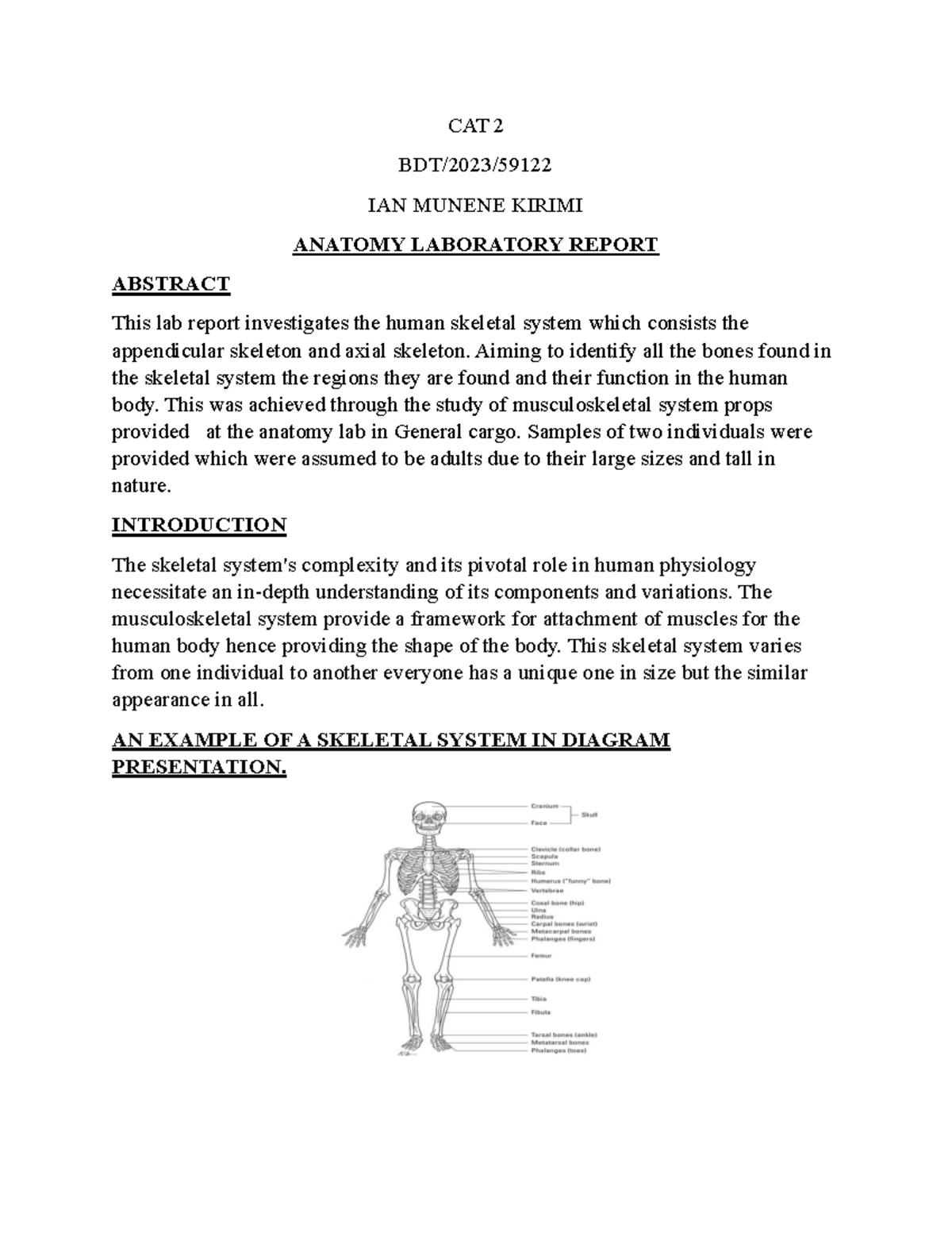 CAT 2 Anatomy Lab Report: Exploring the Human Skeletal System - Studocu