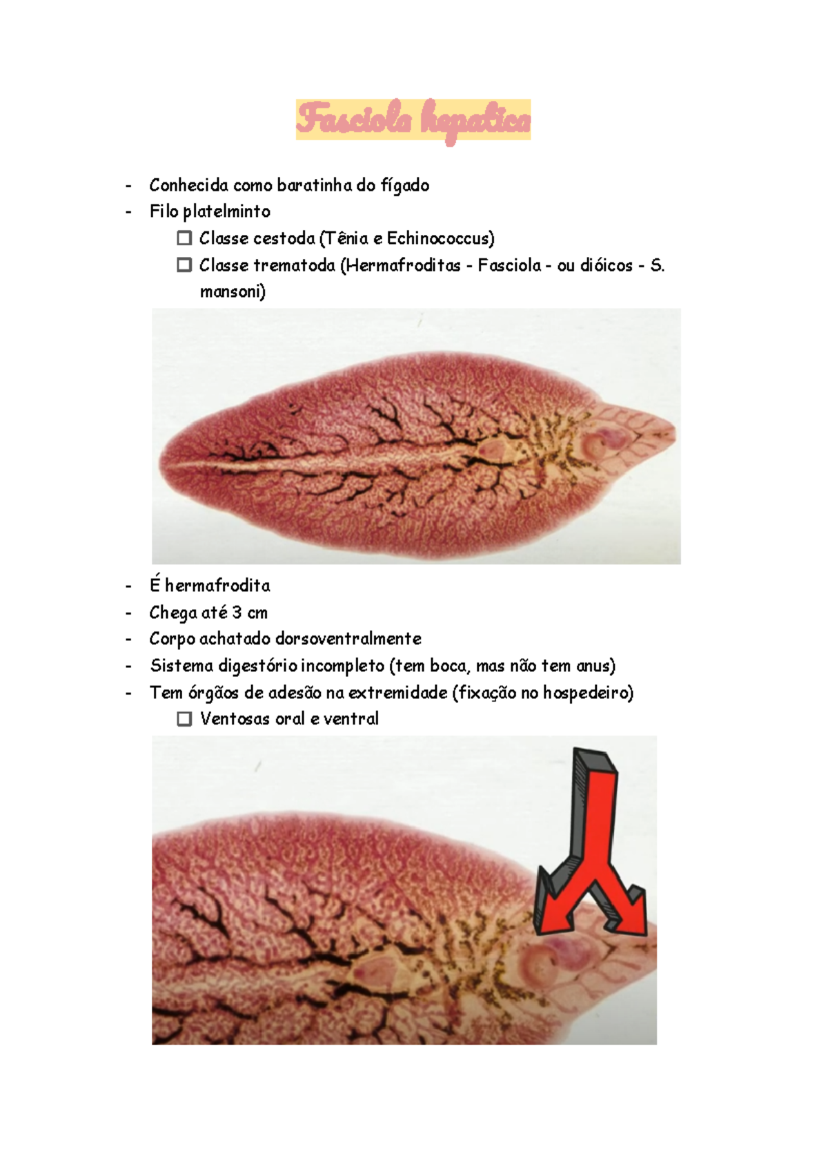 Morfologia Da Fasciola Hepatica 338x200