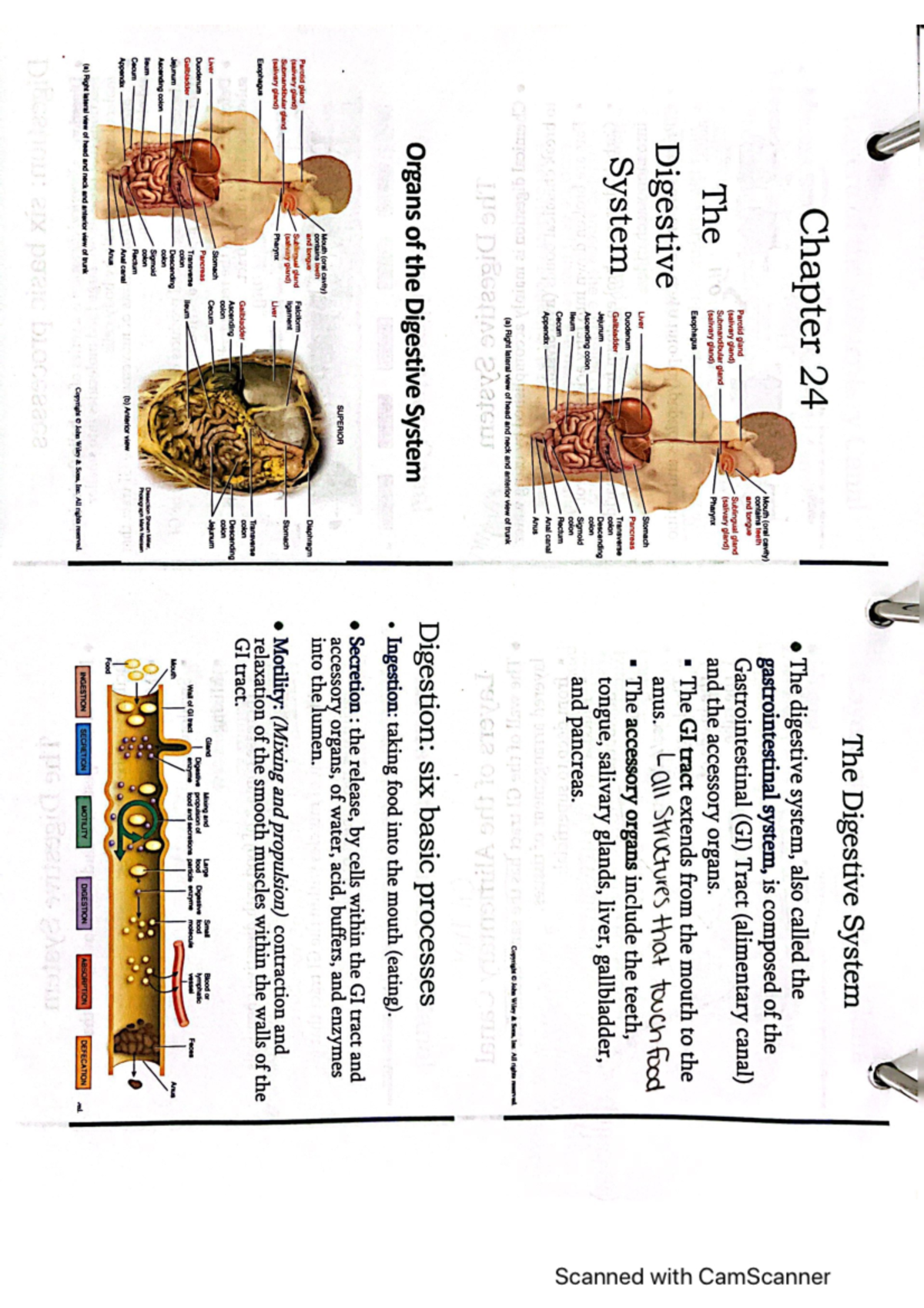 Anatomy Chapter 24 First Part - The Digestive System Chapter 24 The ...