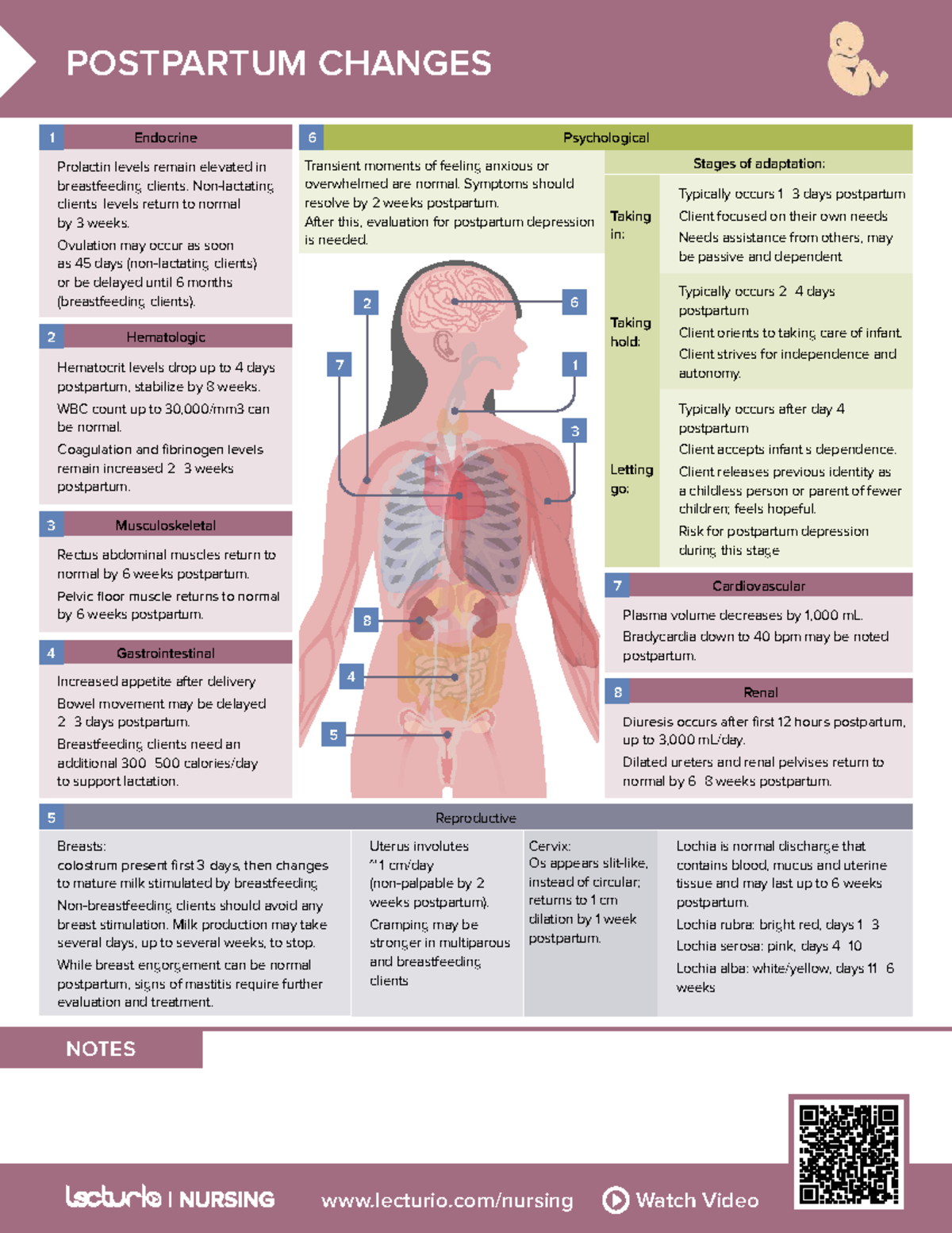 Postpartum Changes: Endocrine, Psychological, and Physiological Notes ...