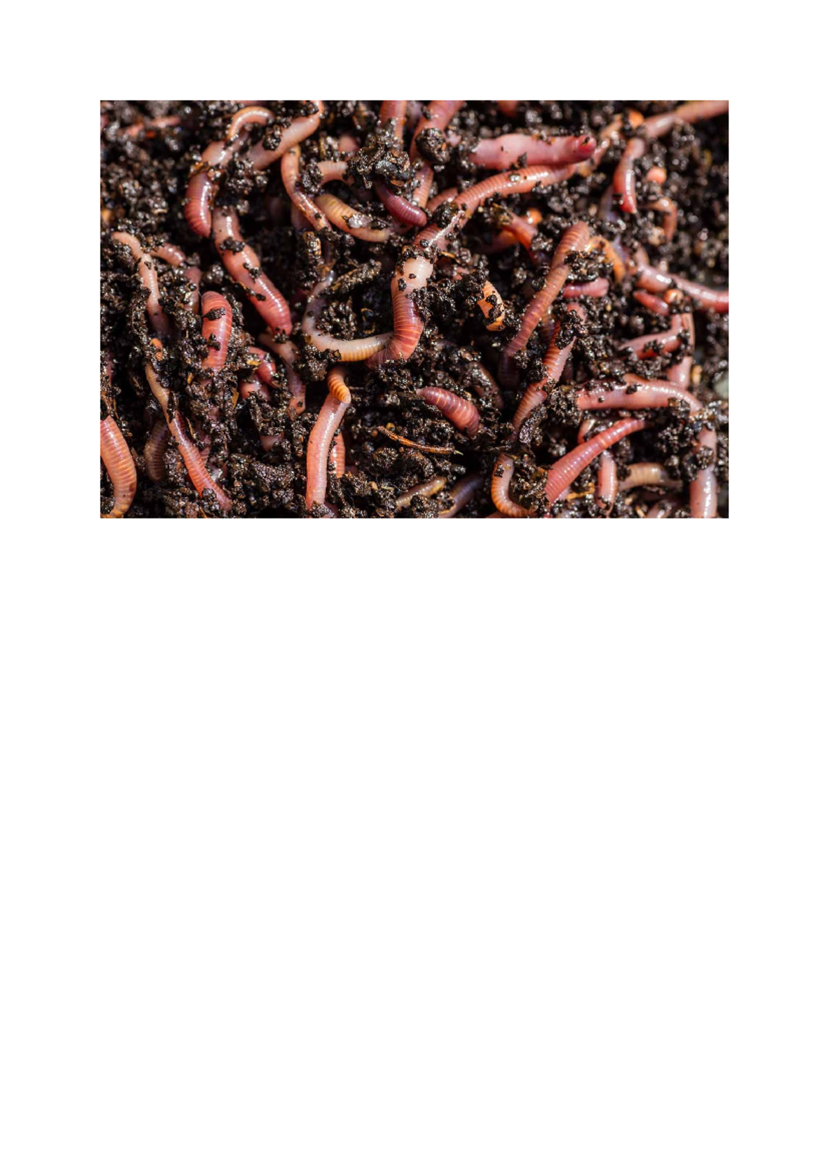 Vermiculture 101: Earthworm Rearing for Sustainable Agriculture - Studocu