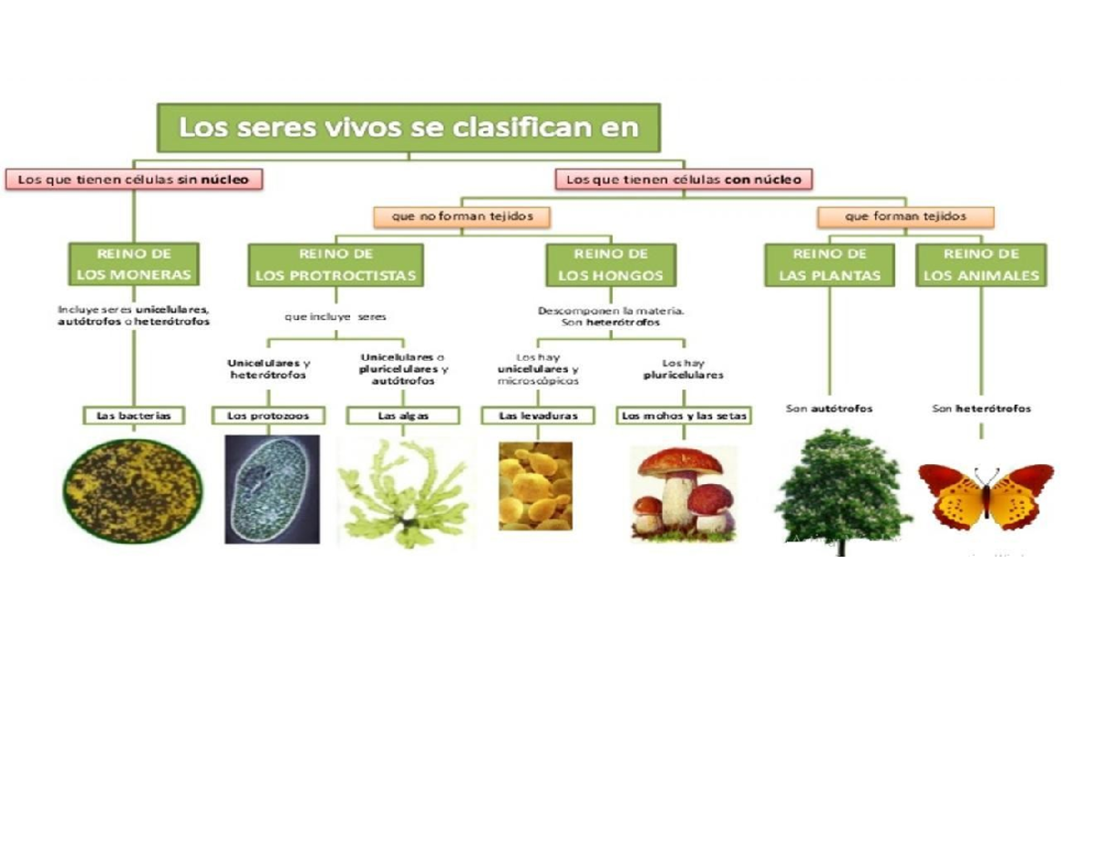 Clasificación de los Seres Vivos: Moneras, Protistas, Hongos, Plantas y  Animales - Studocu