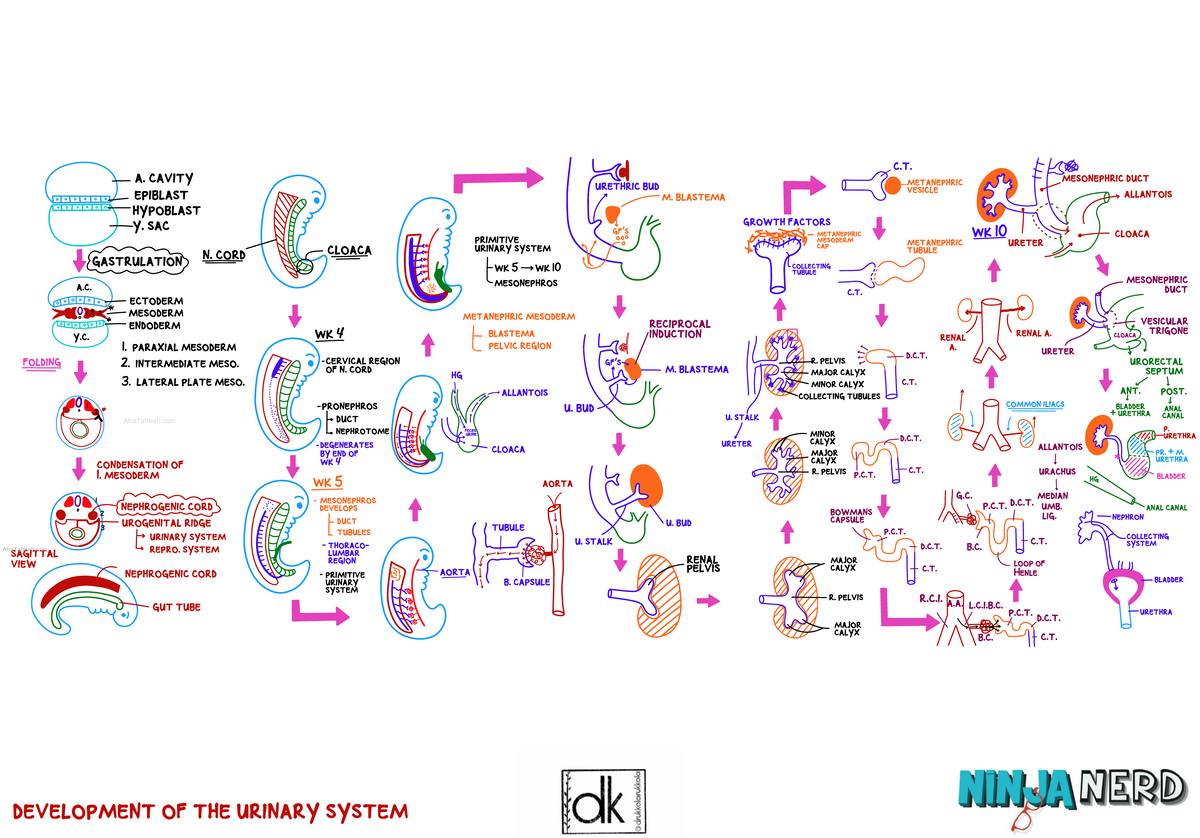 Development of the Urinary System (C.T. WK 10) - Studocu