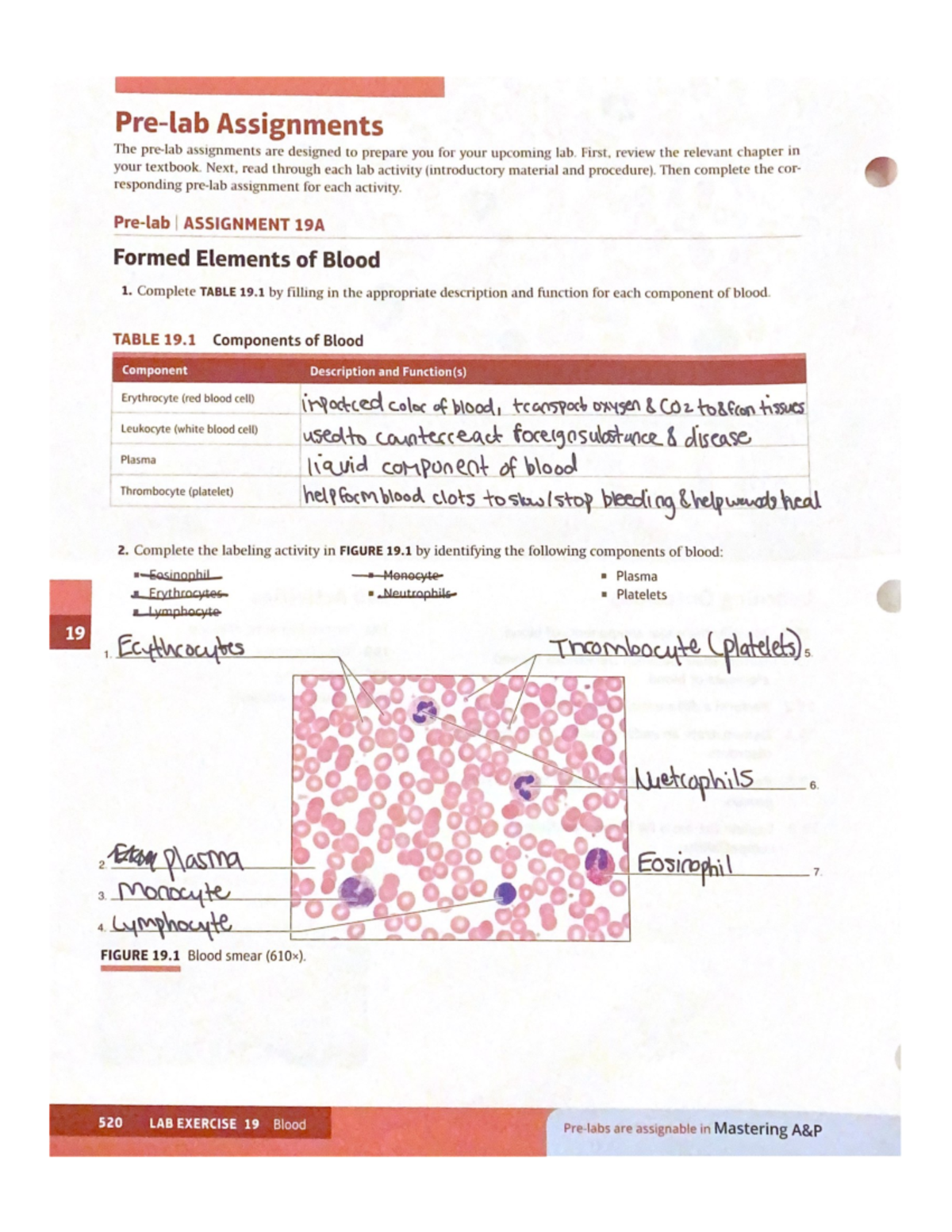 Prelab Assignment: Components and Functions of Blood for SAA 520 - Studocu