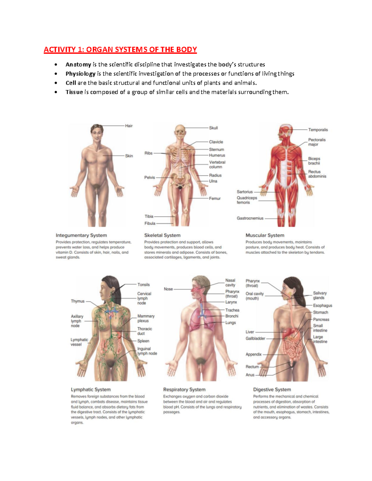 Ana Phy Lab Reviewer Part 1: Organ Systems & Tissues - Studocu