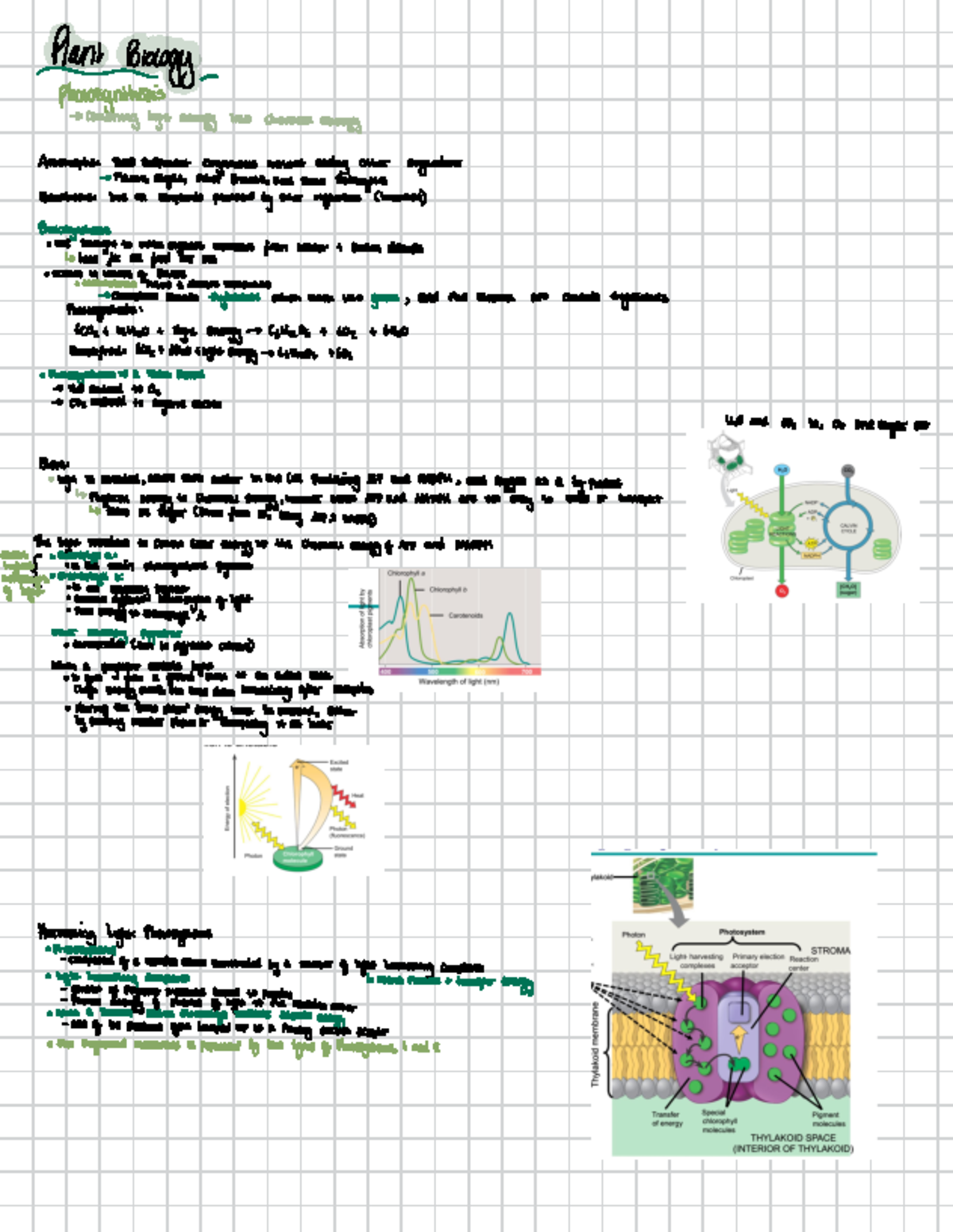 PLT 101: Lecture Notes on Plant Biology and Photosynthesis Concepts ...