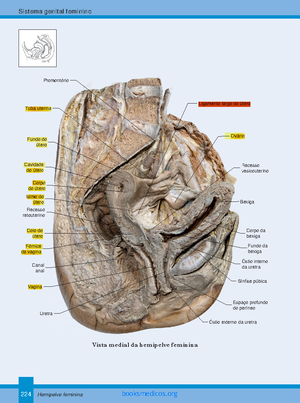 Anatomia resprodutor feminino - Anatomia Humana Geral - PRANCHA 352 ...